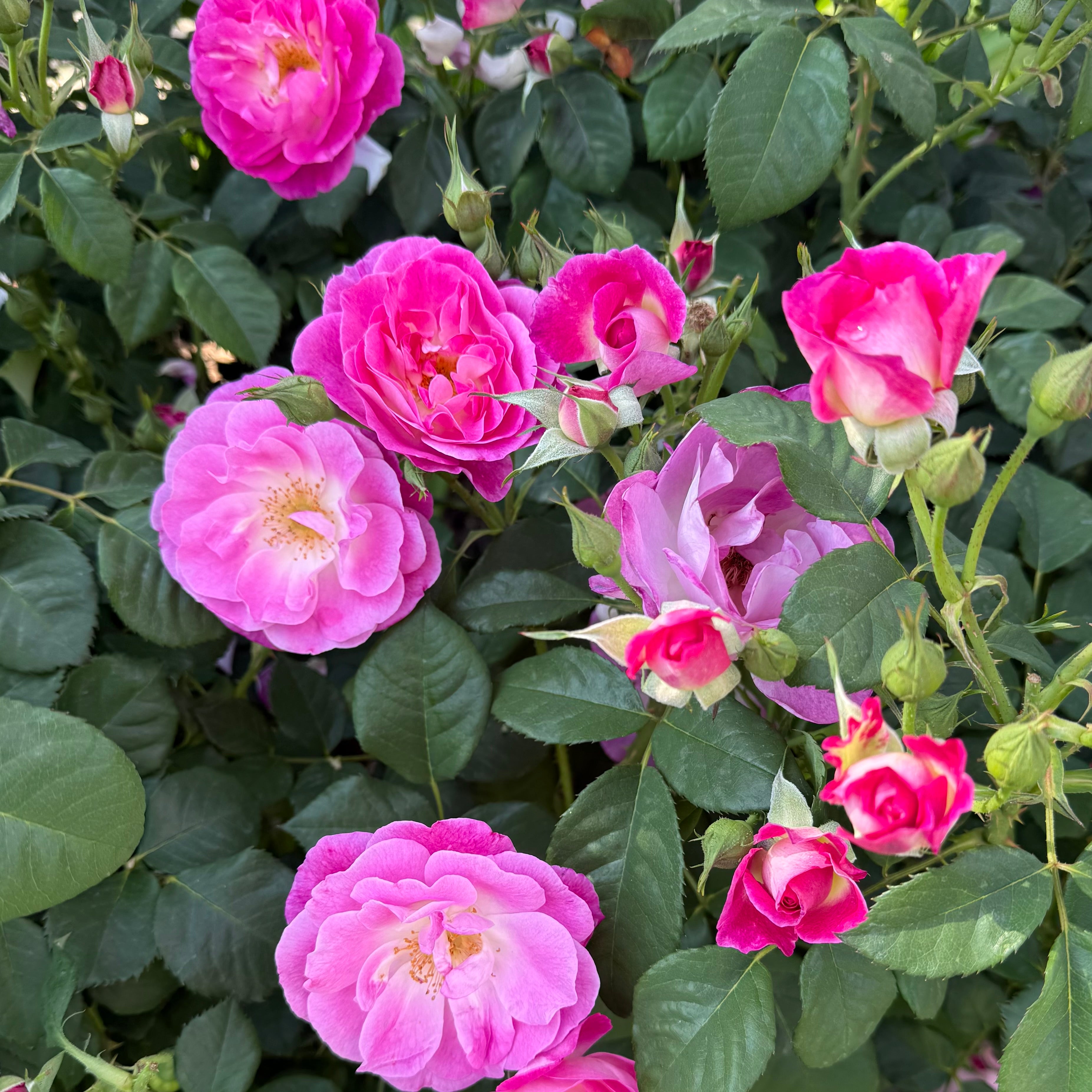 Easy to Please® Potted Rose Bush