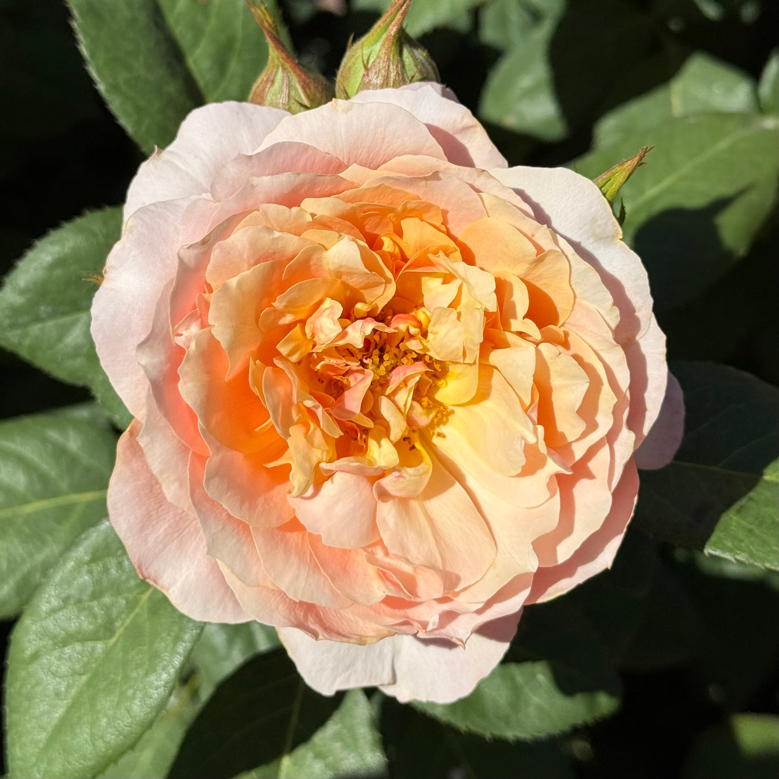 State of Grace ™ Potted Rose Bush