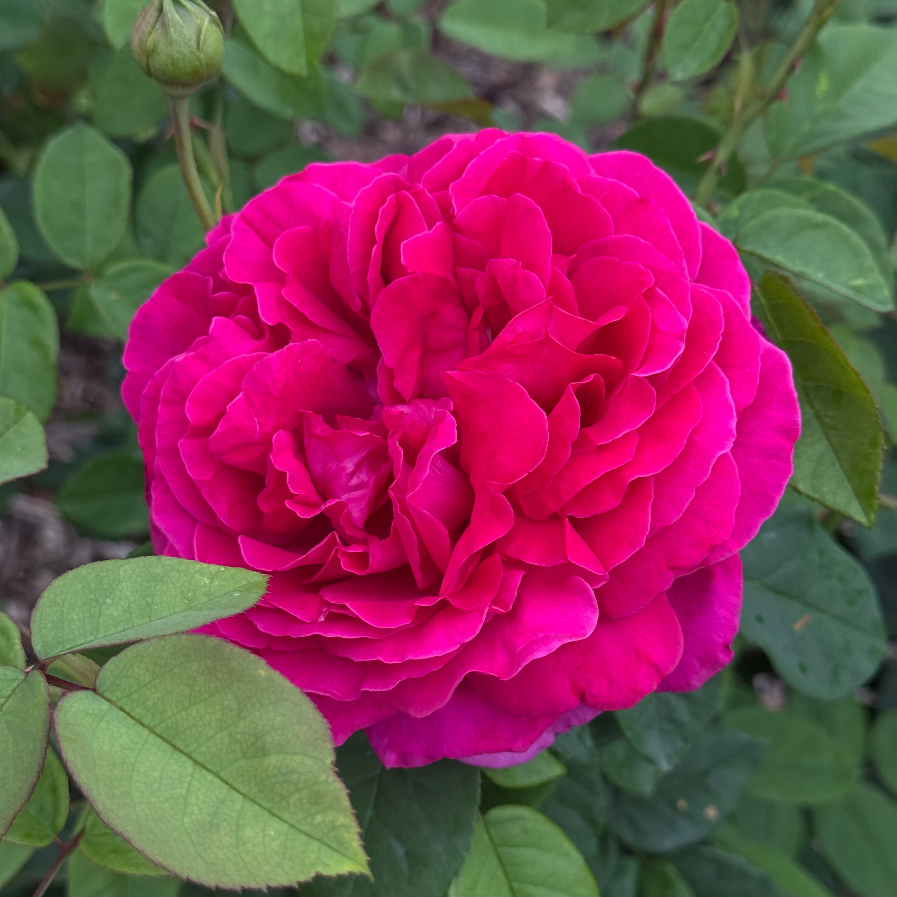David Austin® The Dark Lady Potted Rose Bush
