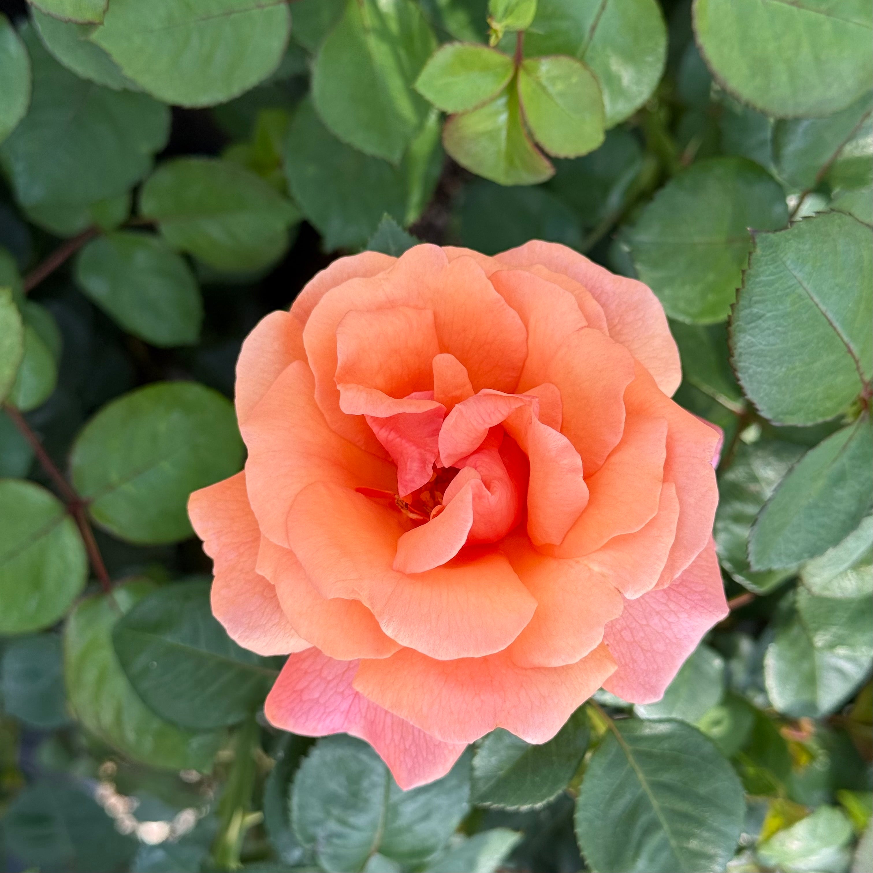 Easy Does It® Potted Rose Bush