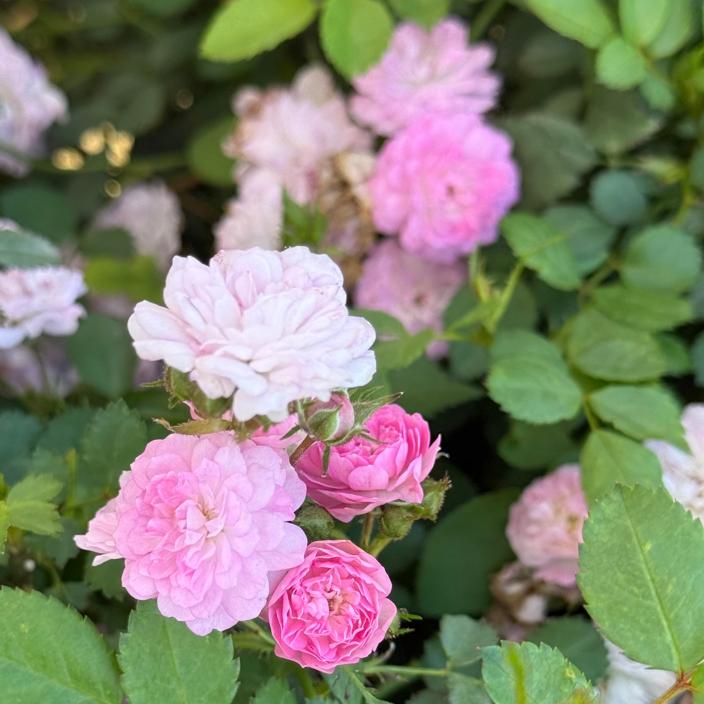 Pretty Polly® Lavender Potted Rose Bush