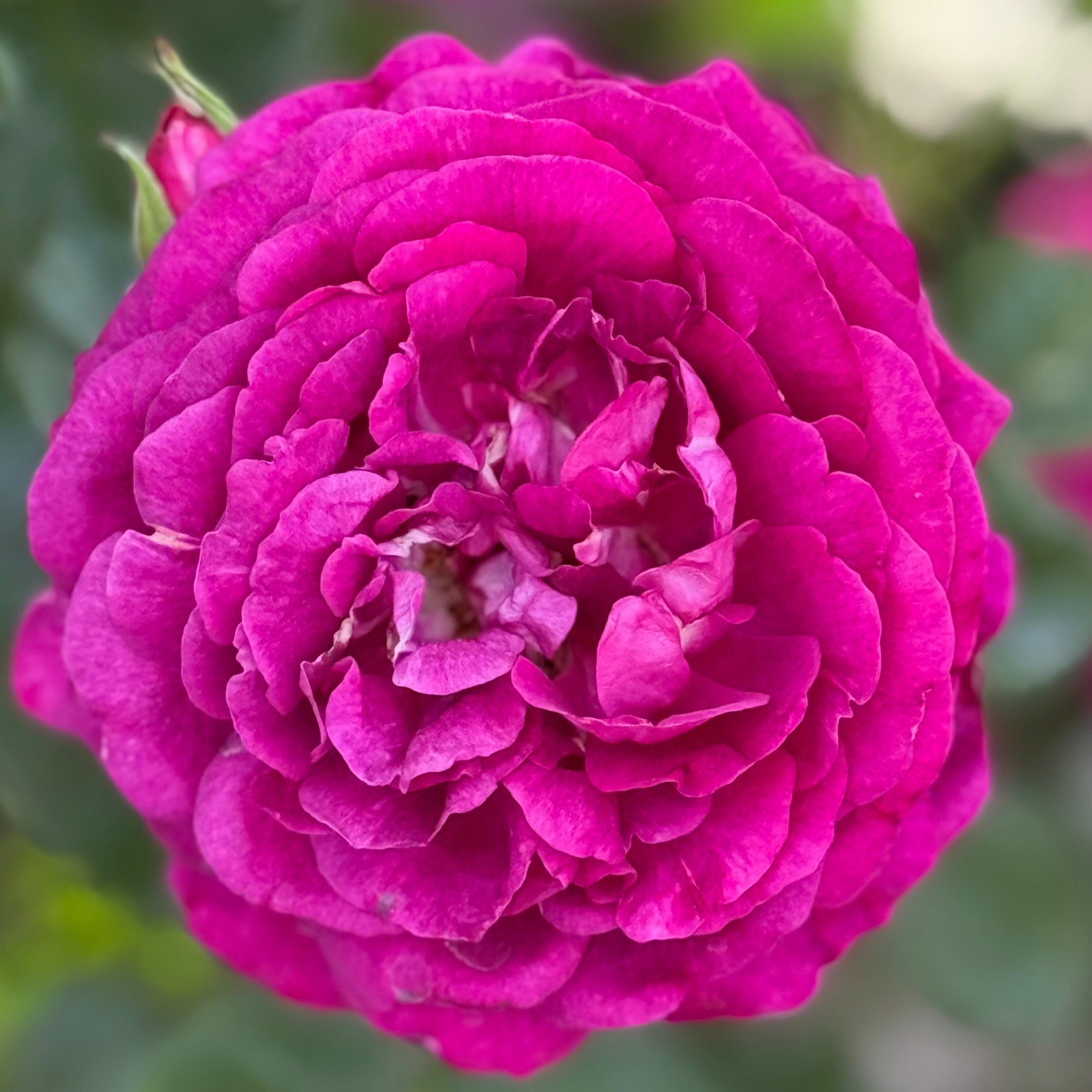 Twilight Zone™ Bare Root Rose Bush