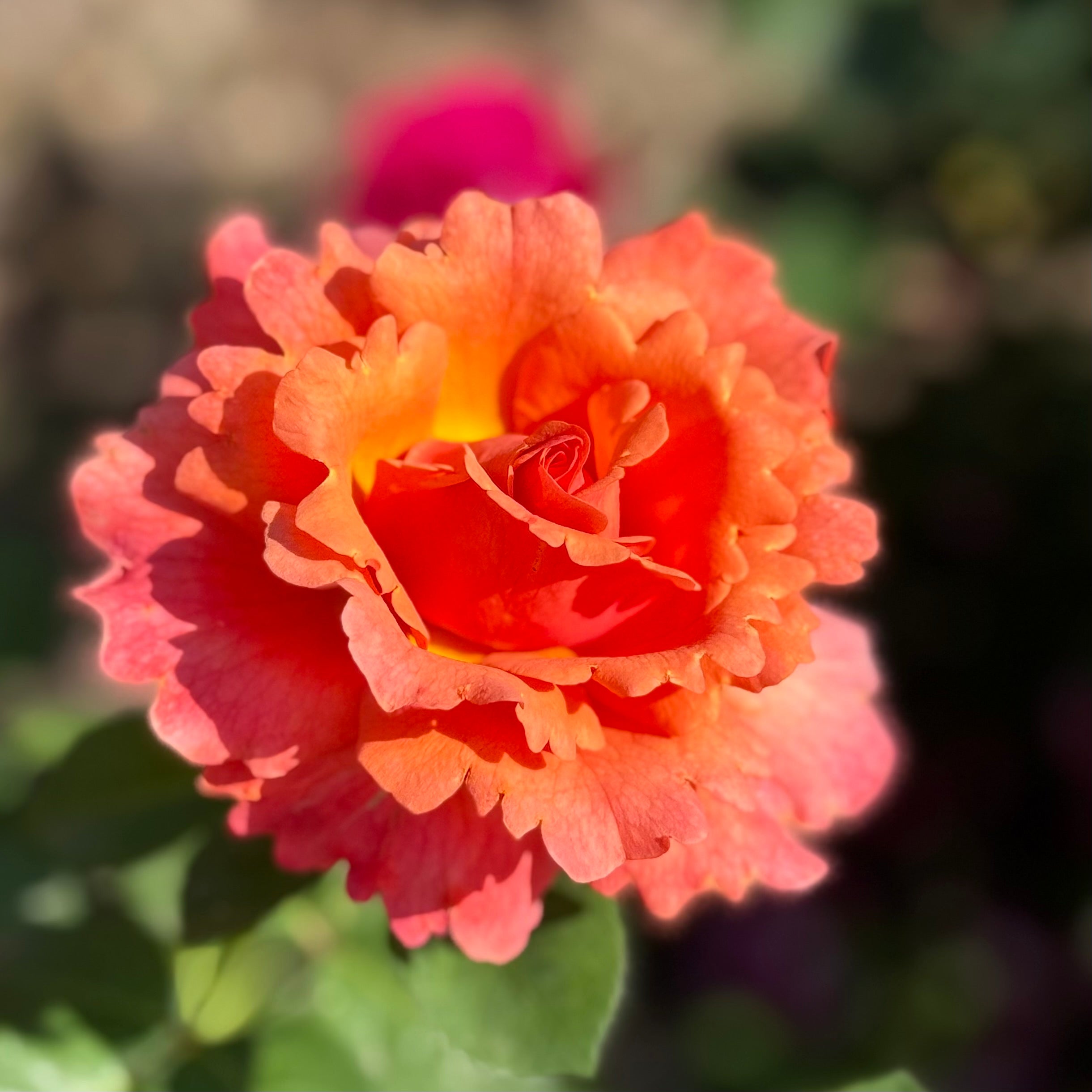 Easy Does It® Potted Tree Rose