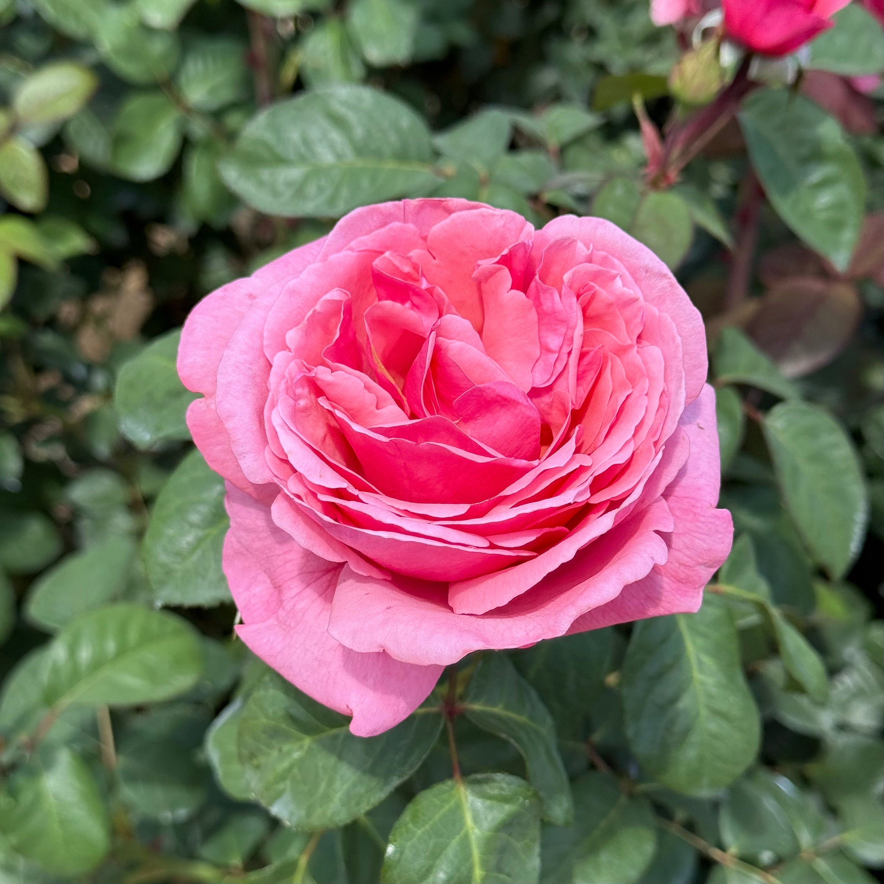 Dee-Lish® Bare Root Rose Bush