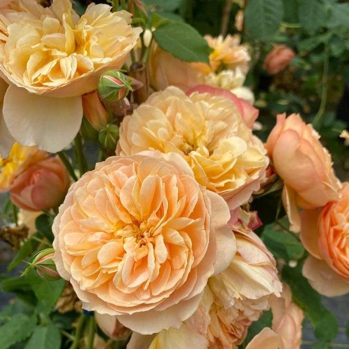 Proven Winners® Flavorette® Honey-Apricot Potted Rose Bush