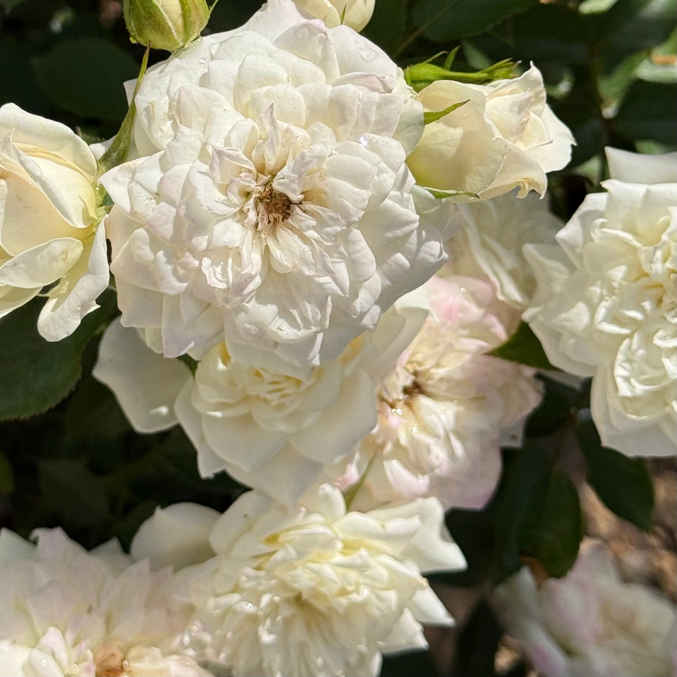 Bridal Sunblaze® Potted Rose Bush