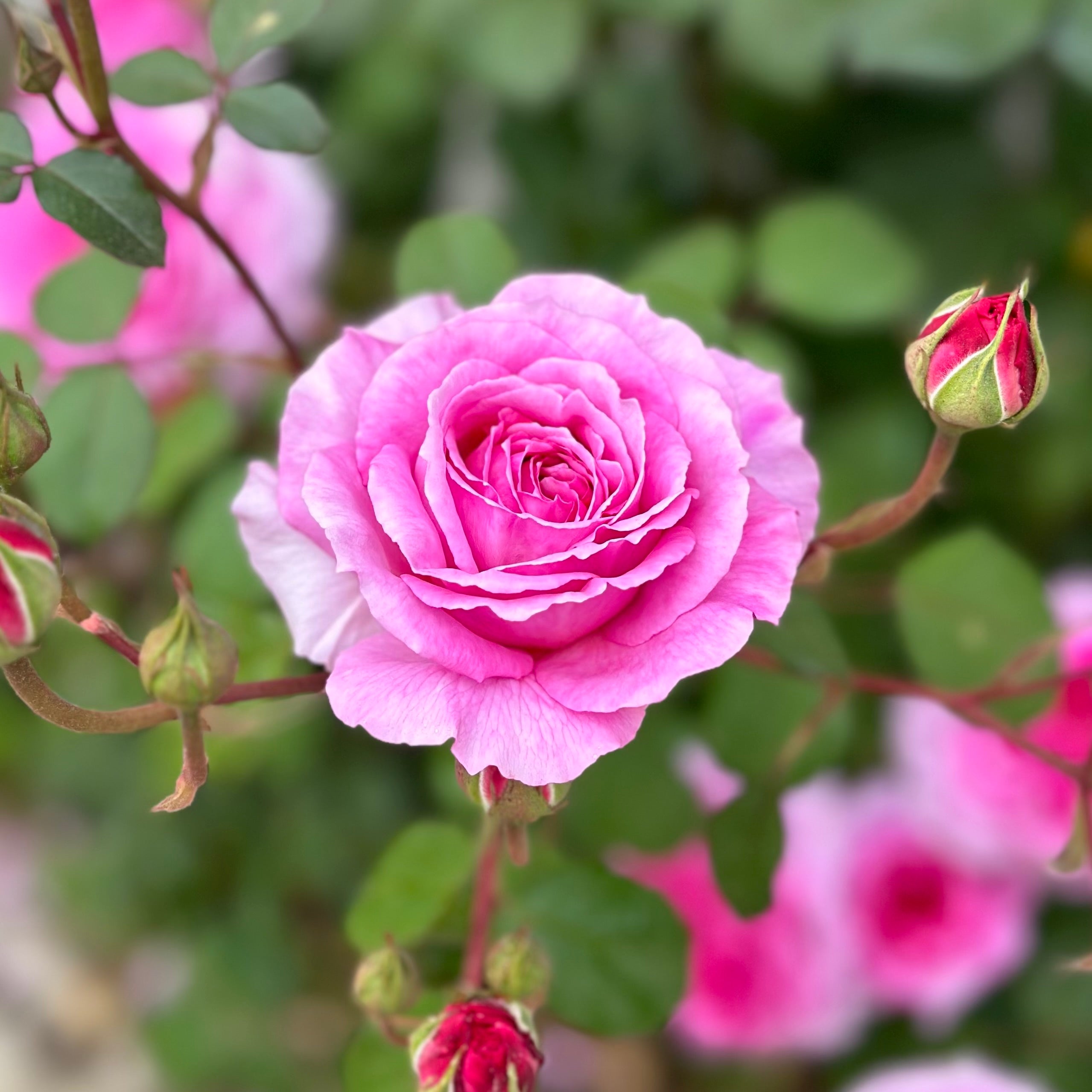 David Austin® James Galway® Potted Climbing Rose