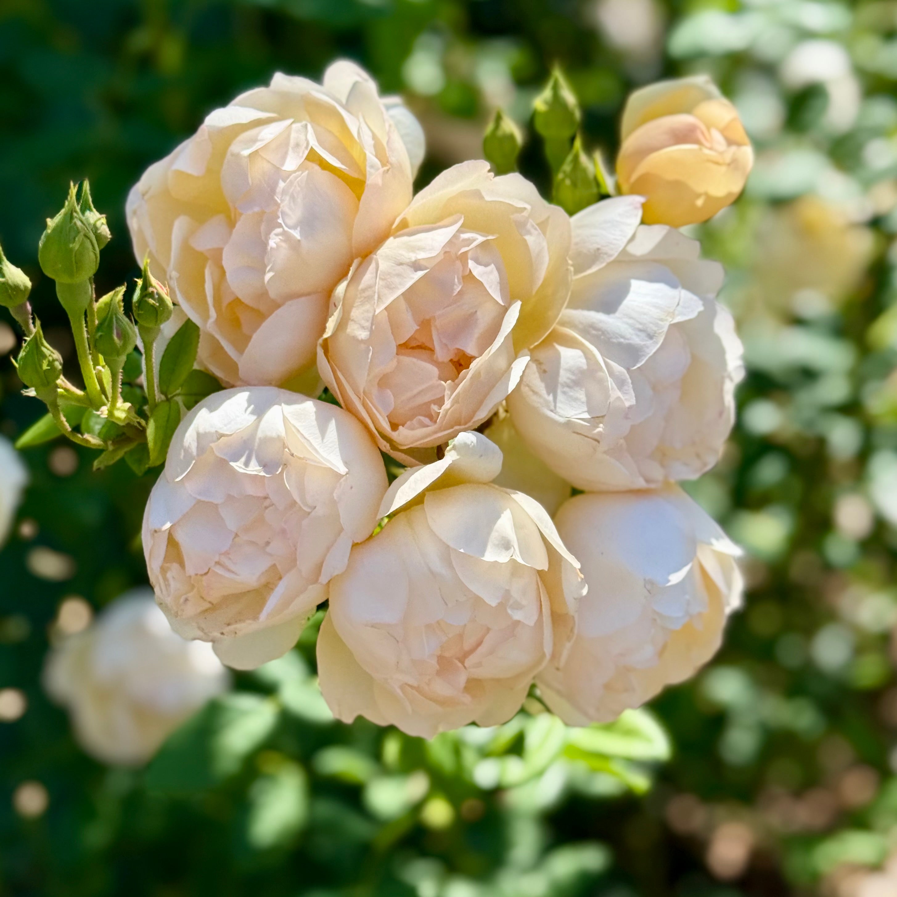 David Austin® Wollerton Old Hall® Potted Climbing Rose