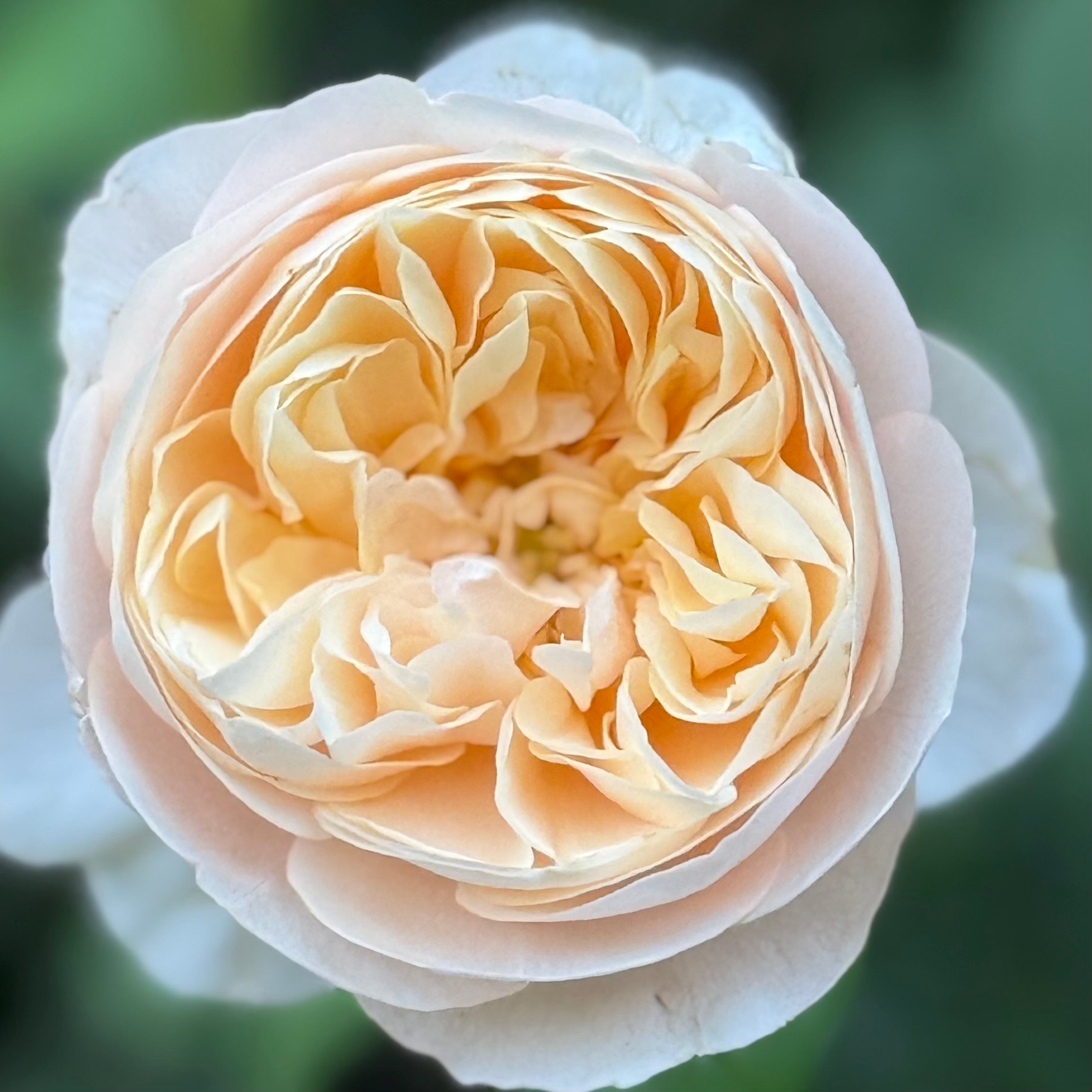 David Austin® Roald Dahl® Potted Rose Bush