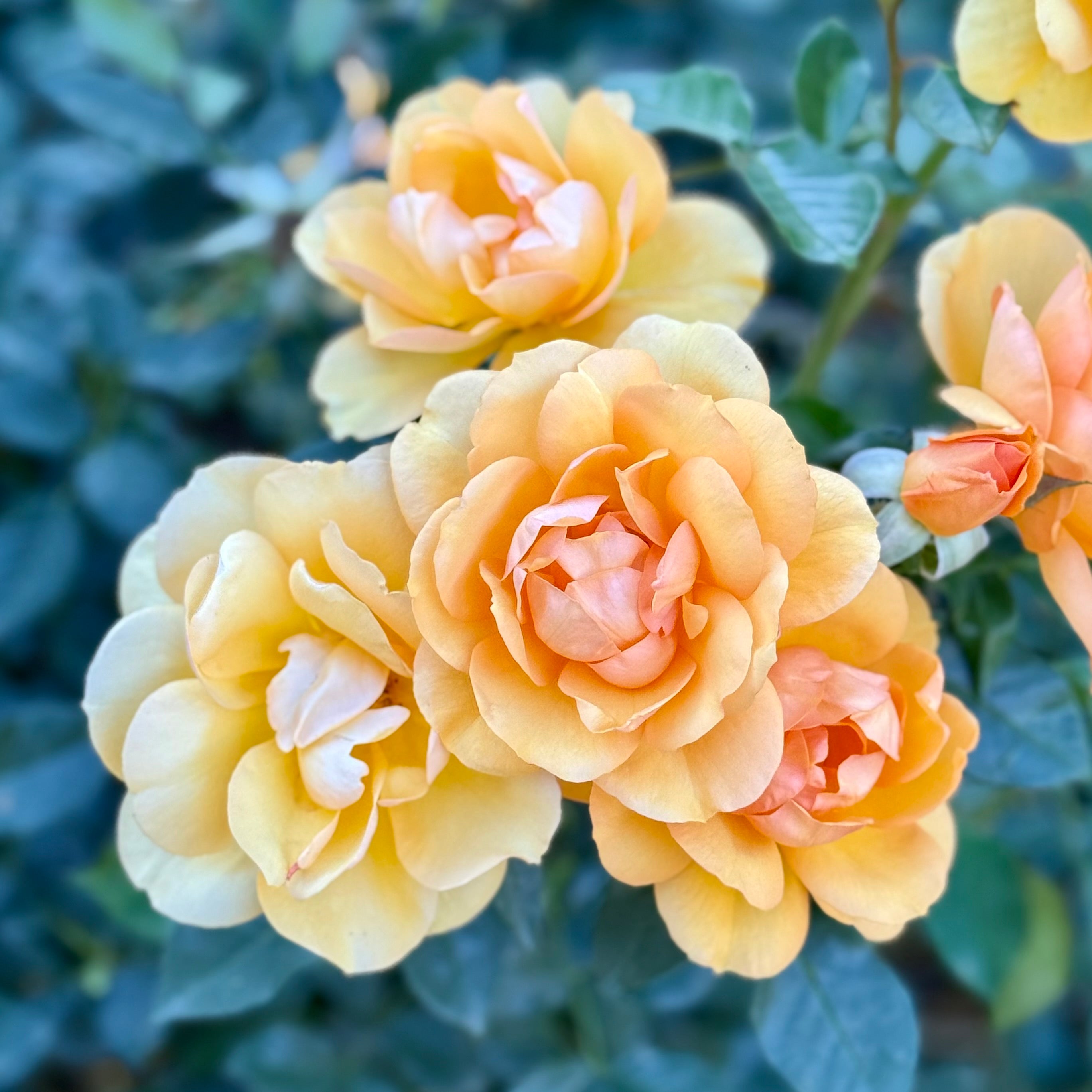 Sunbelt® South Africa® Potted Rose Bush