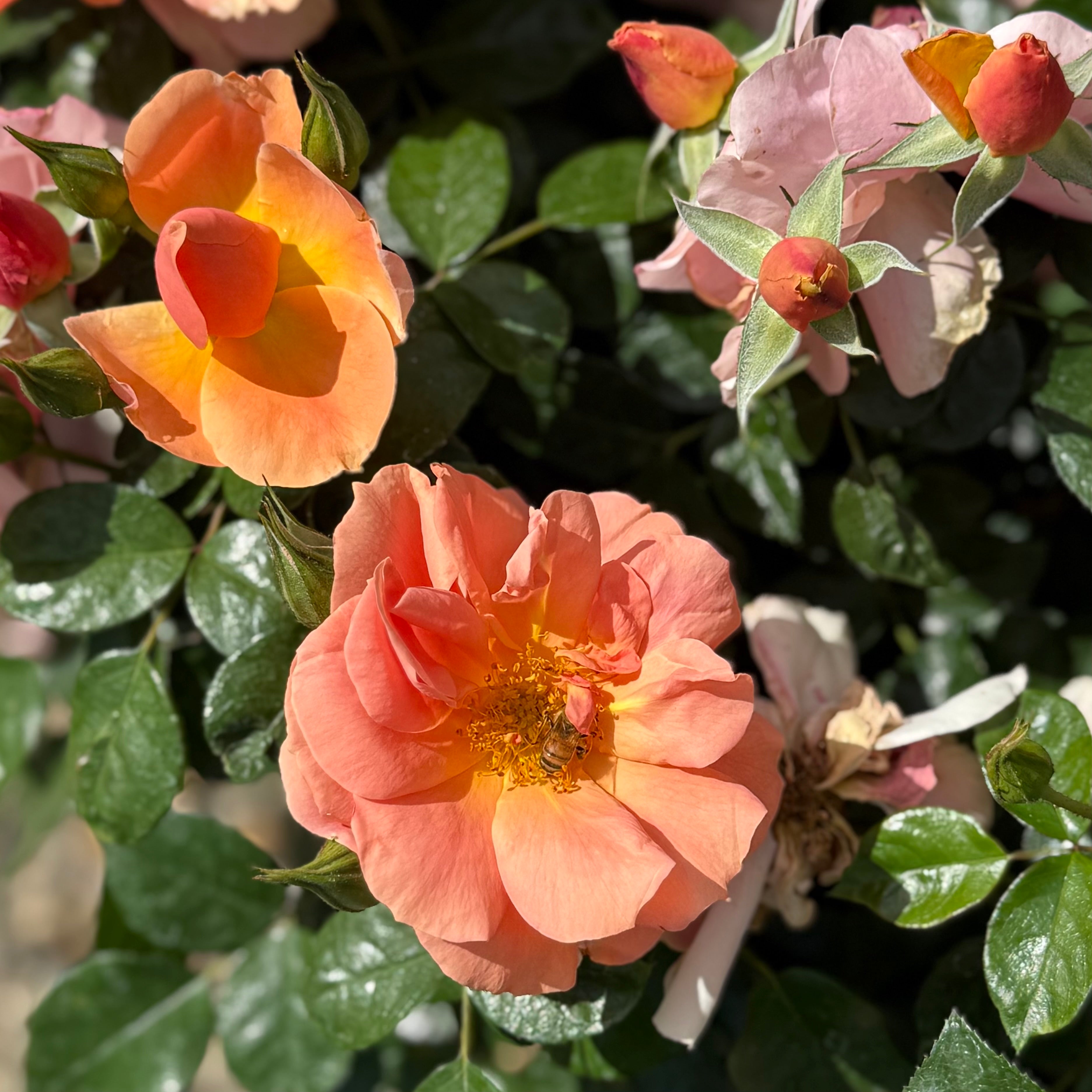 Sunbelt® Sierra Lady™ Potted Rose Bush