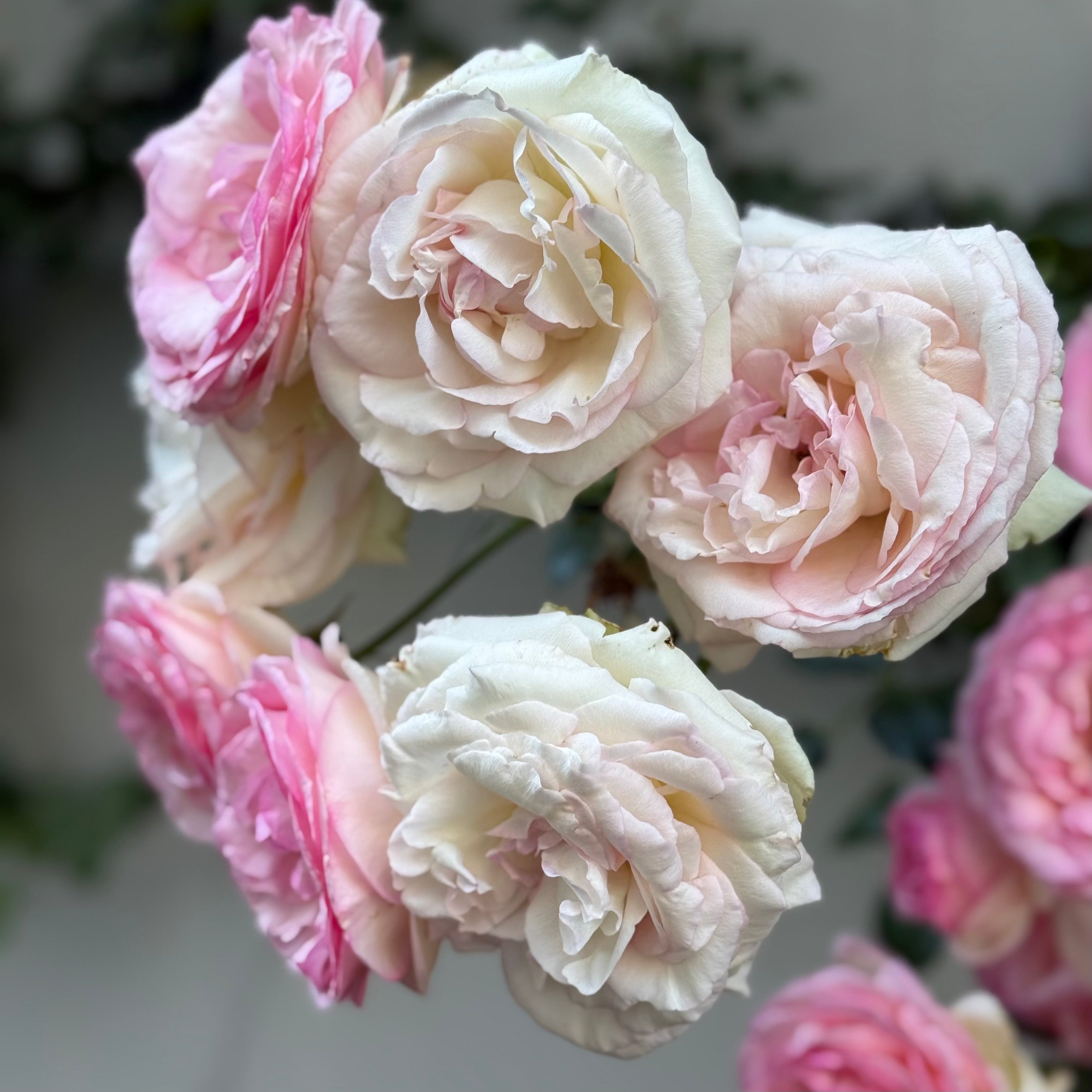 Eden Climber® Potted Climbing Rose