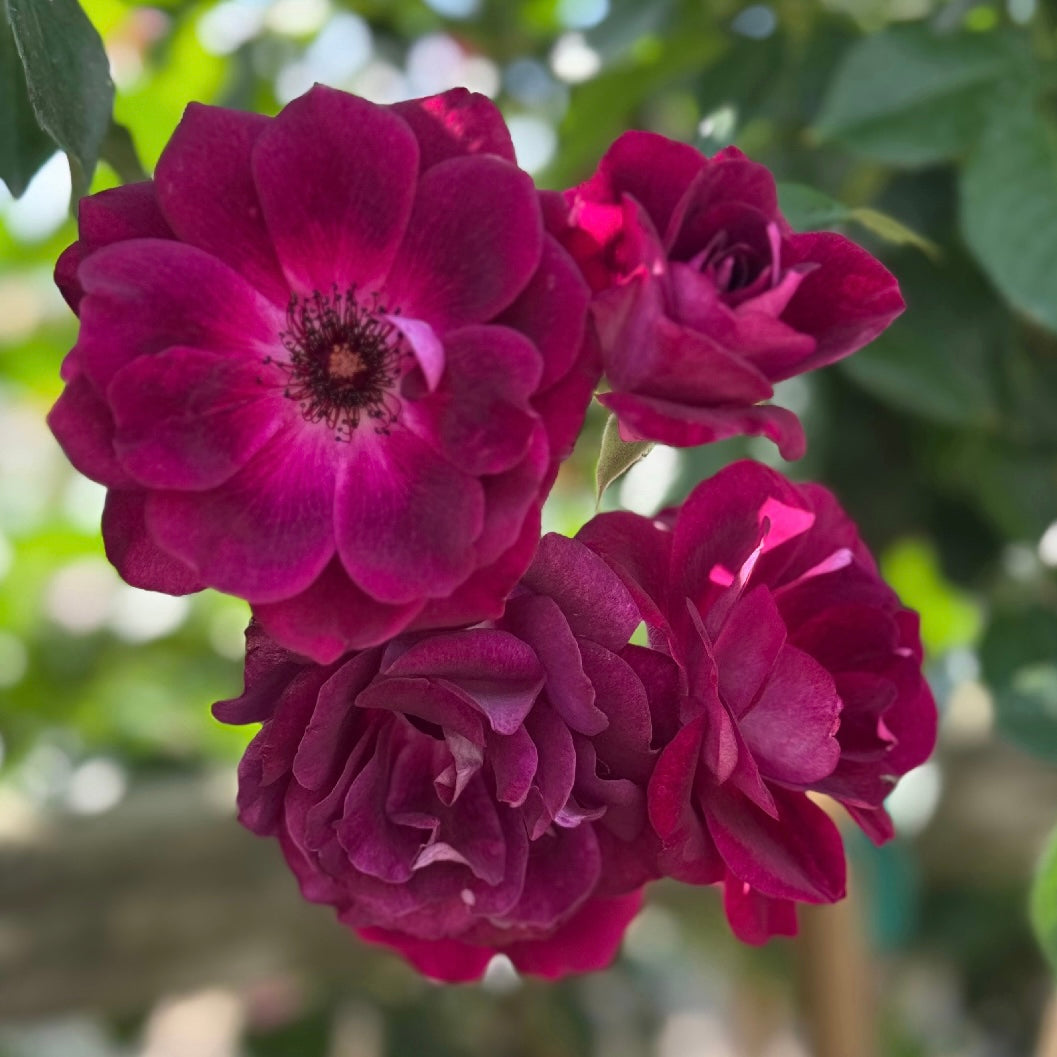 Burgundy Iceberg Potted Rose Bush
