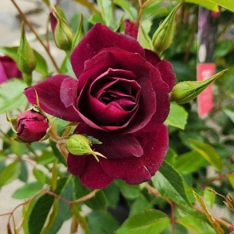 Burgundy Iceberg Potted Rose Bush
