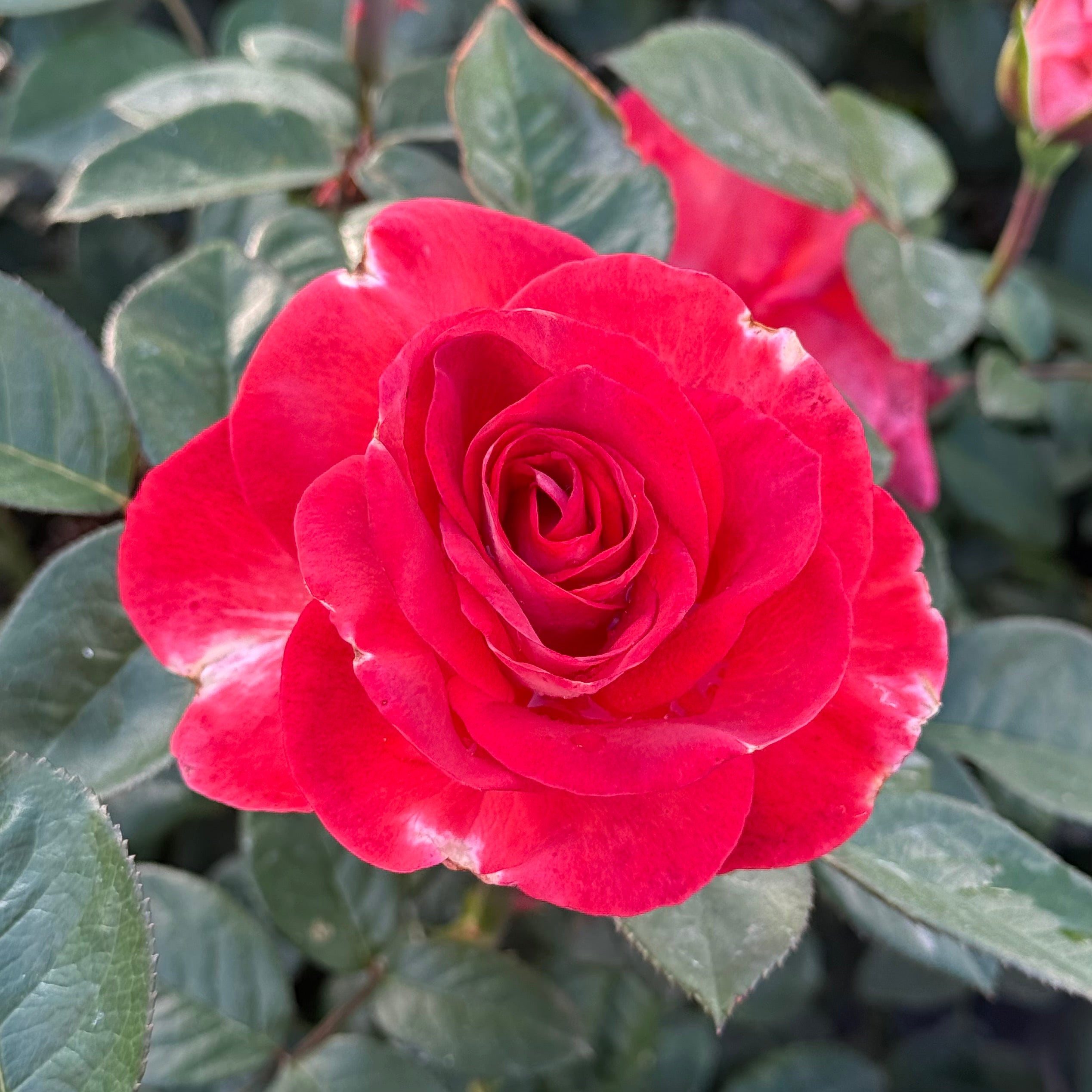 Smokin Hot™ Potted Rose Bush