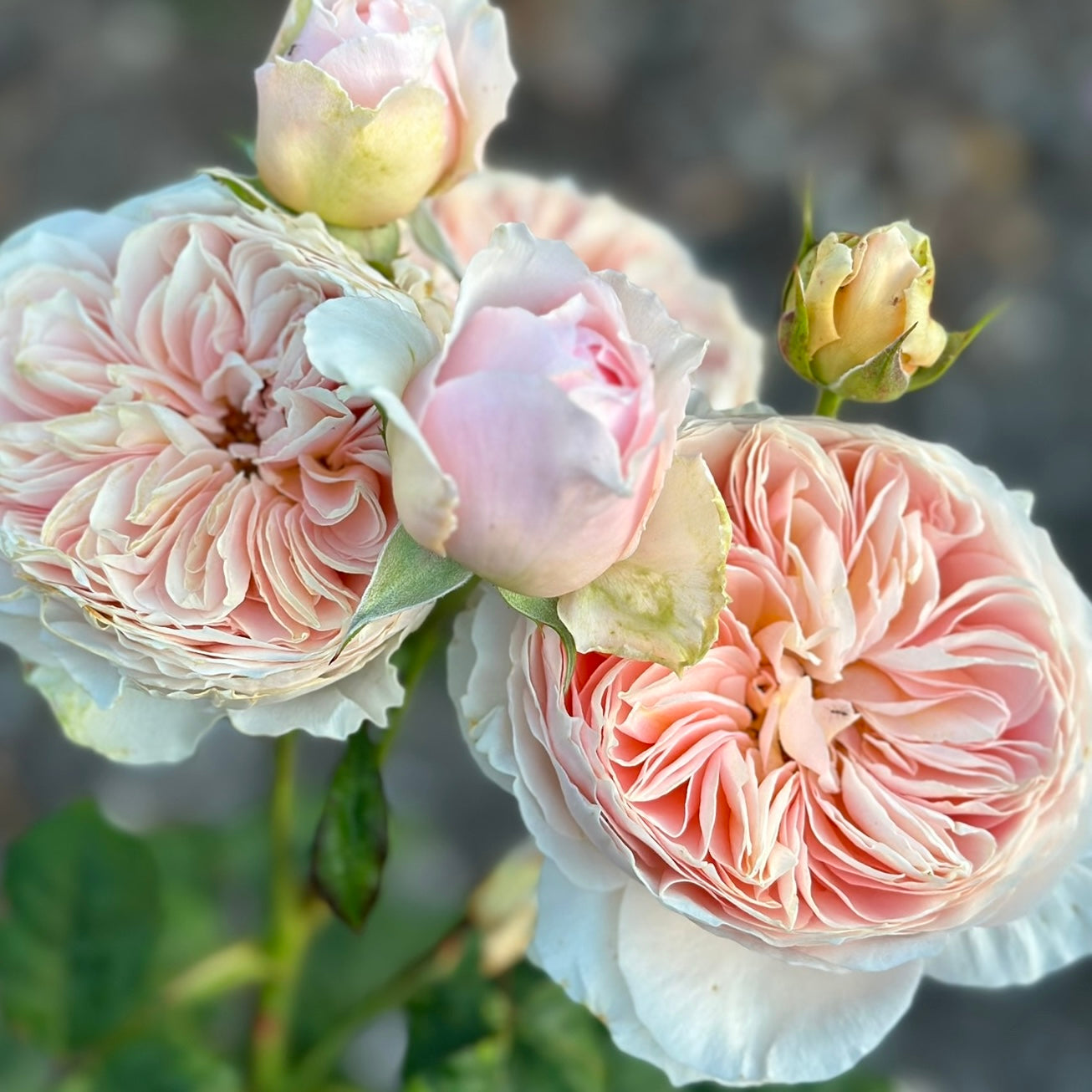 Han Xian Potted Rose Bush