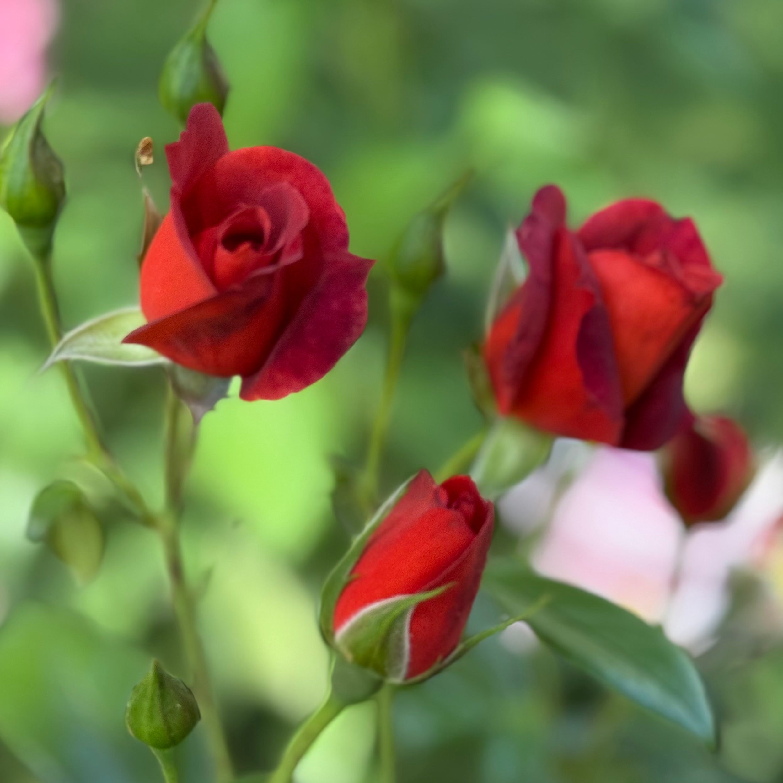 Hot Cocoa™ Potted Rose Bush