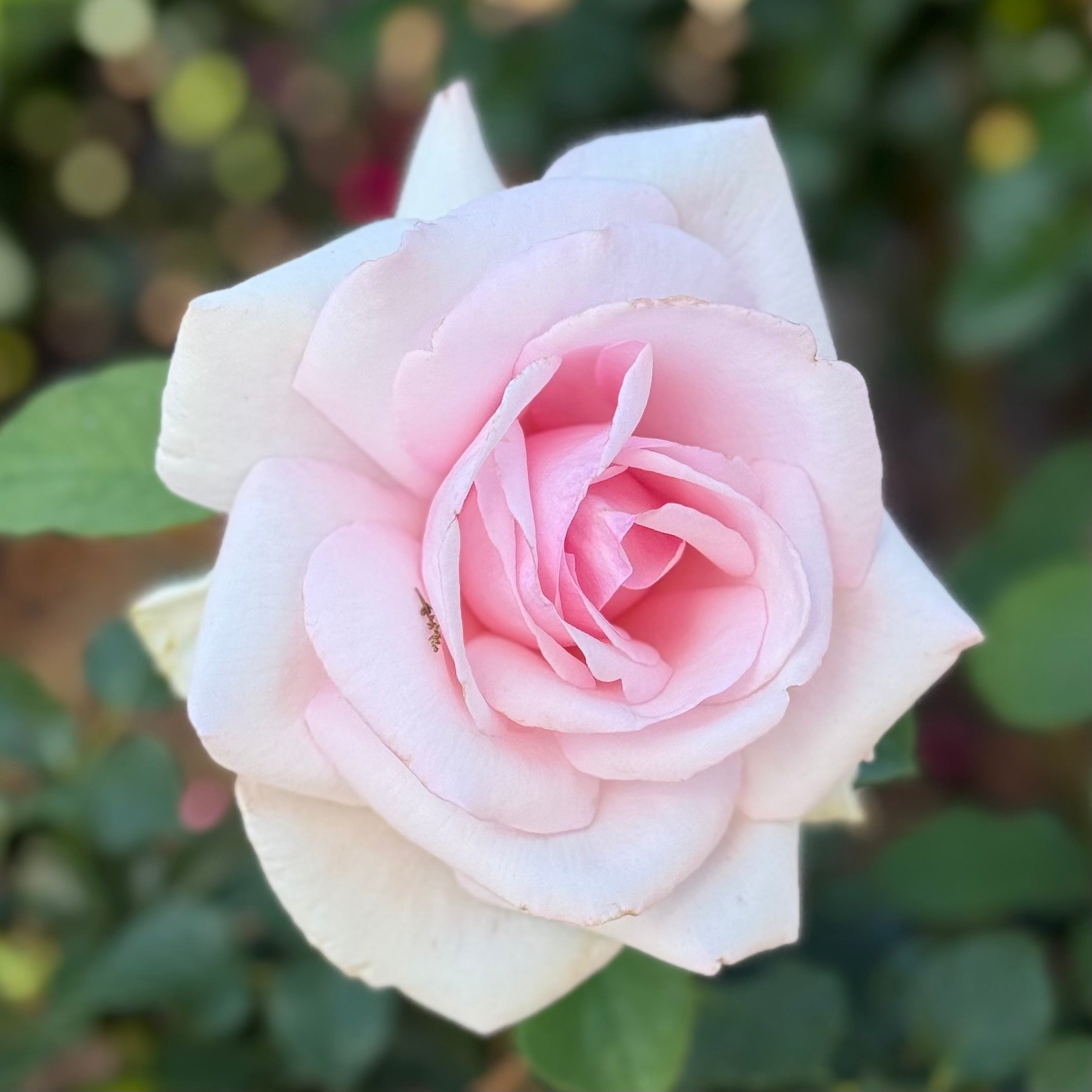 Meredith™ Potted Rose Bush