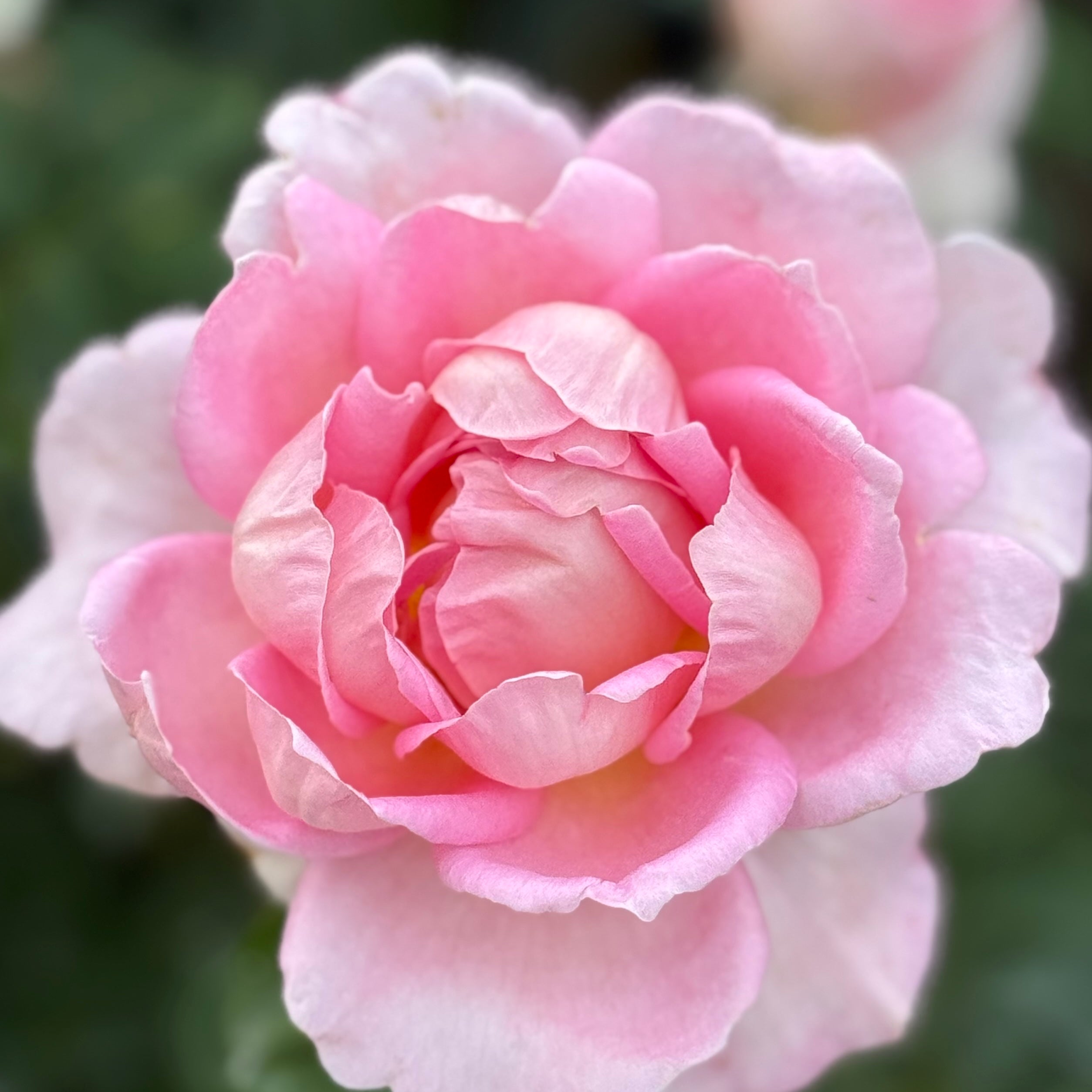 Tiffany Potted Rose Bush