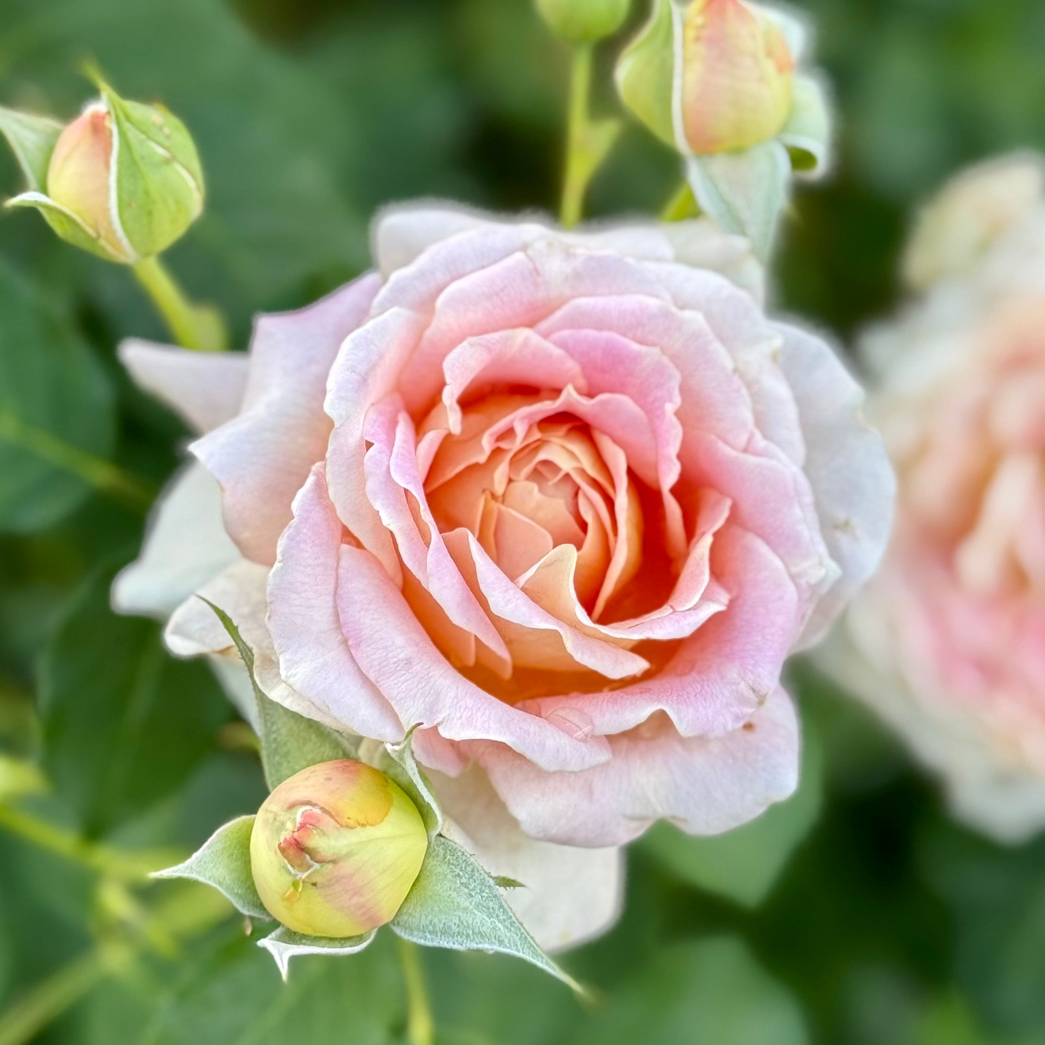 Fun in the Sun™ Potted Tree Rose