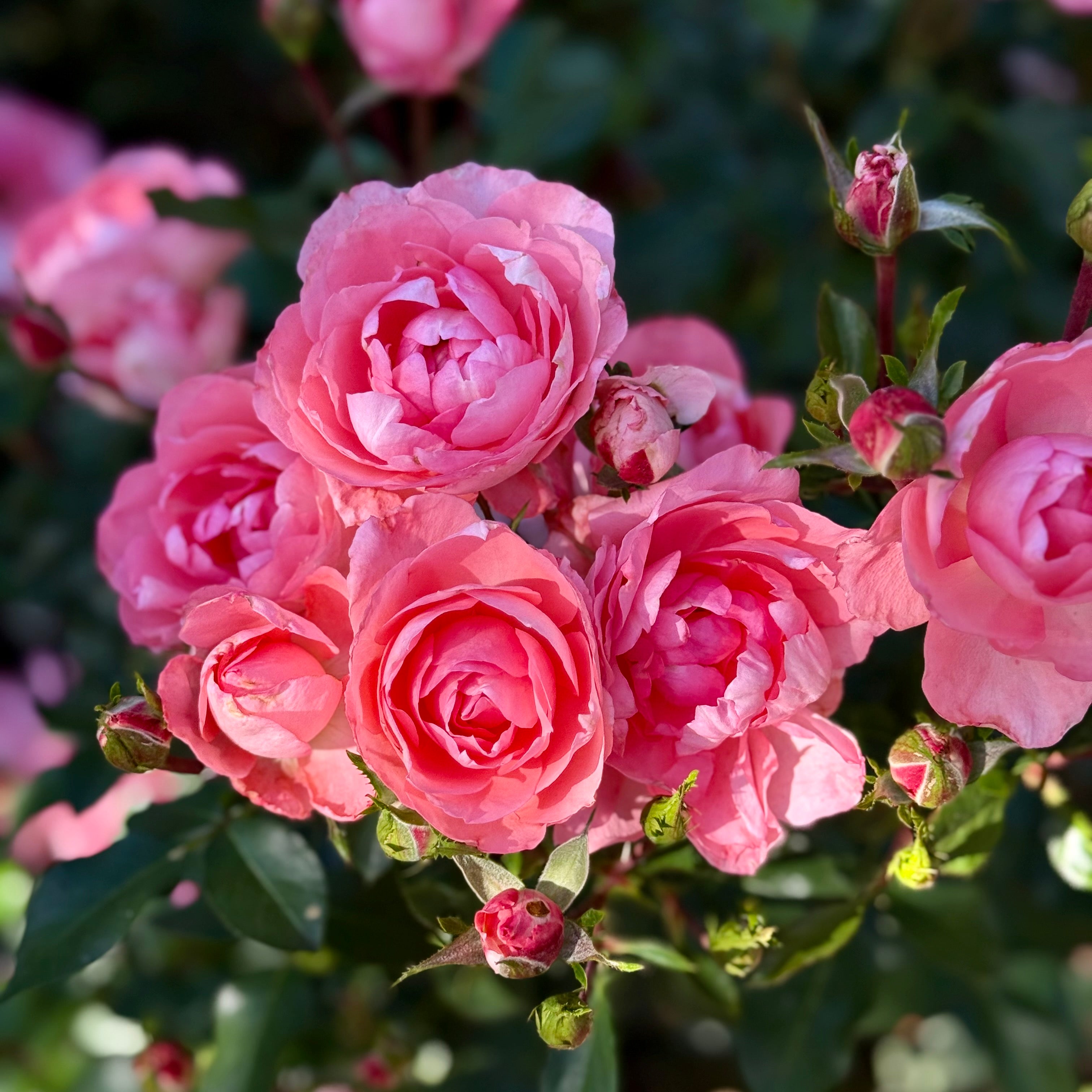 Passionate Kisses® Potted Rose Bush