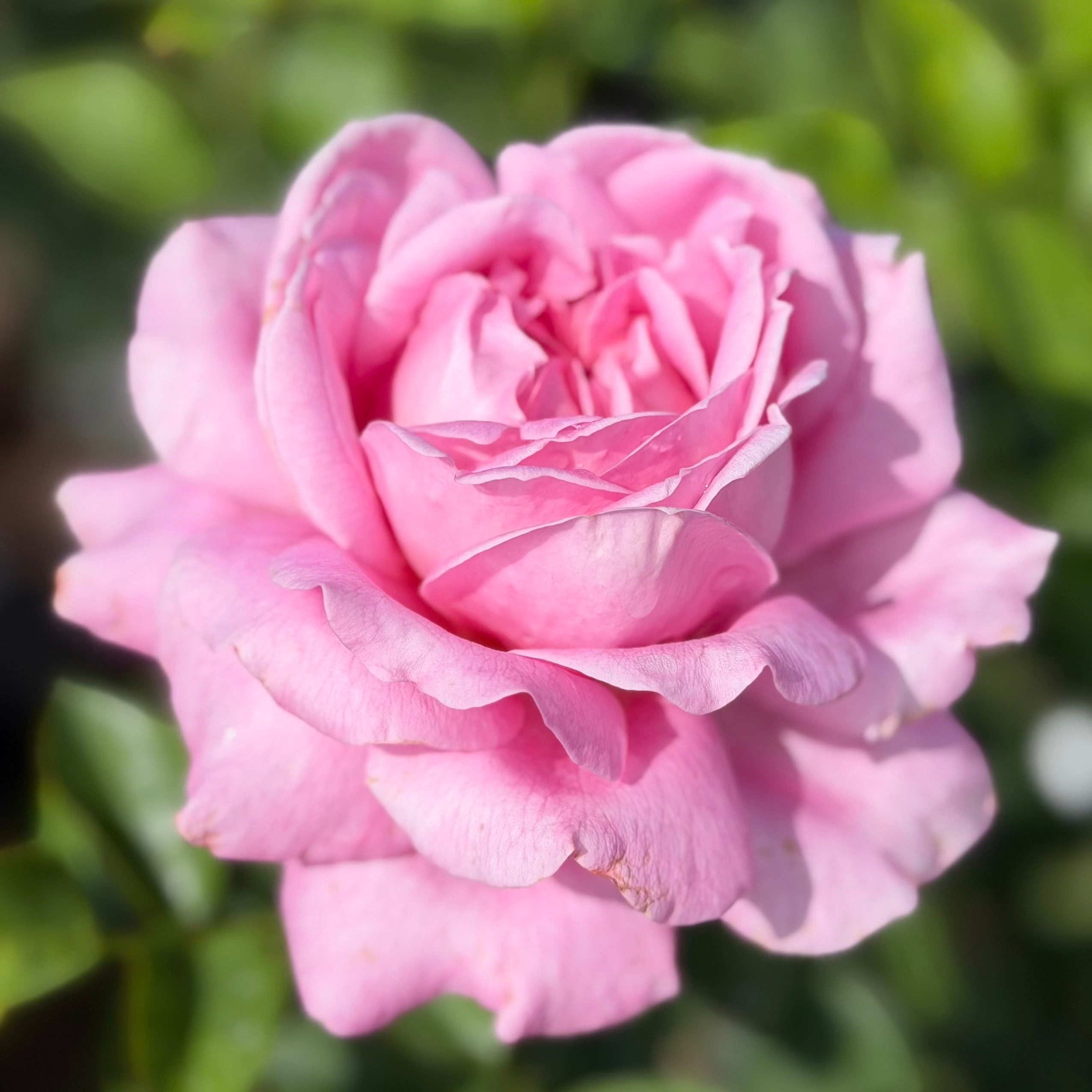 Héloïse-Grace™ Potted Rose Bush