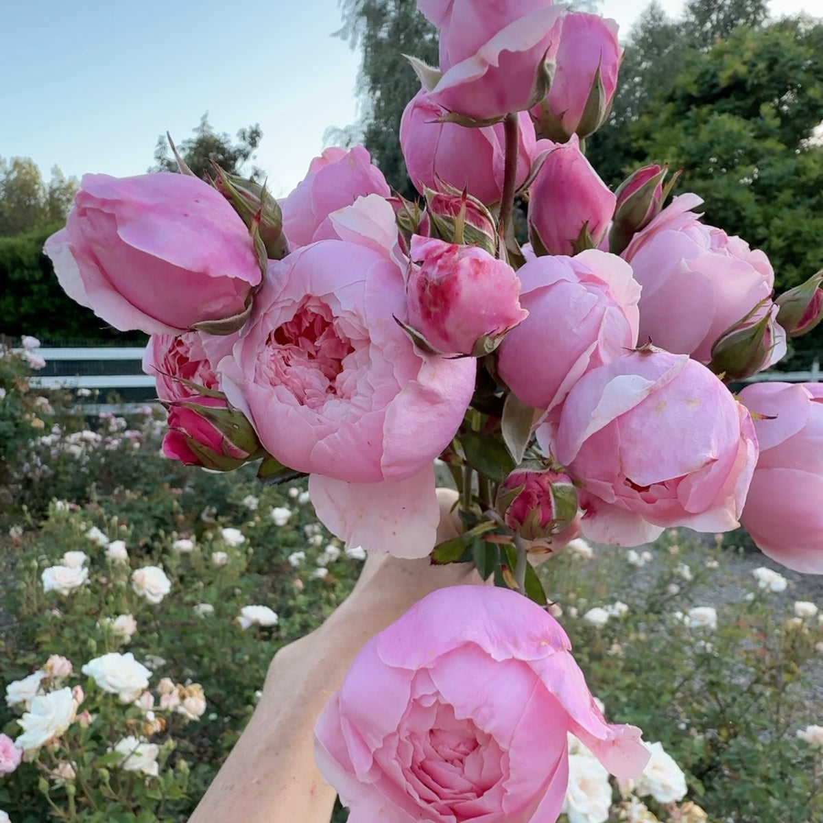 David Austin® The Alnwick Rose® Potted Rose Bush