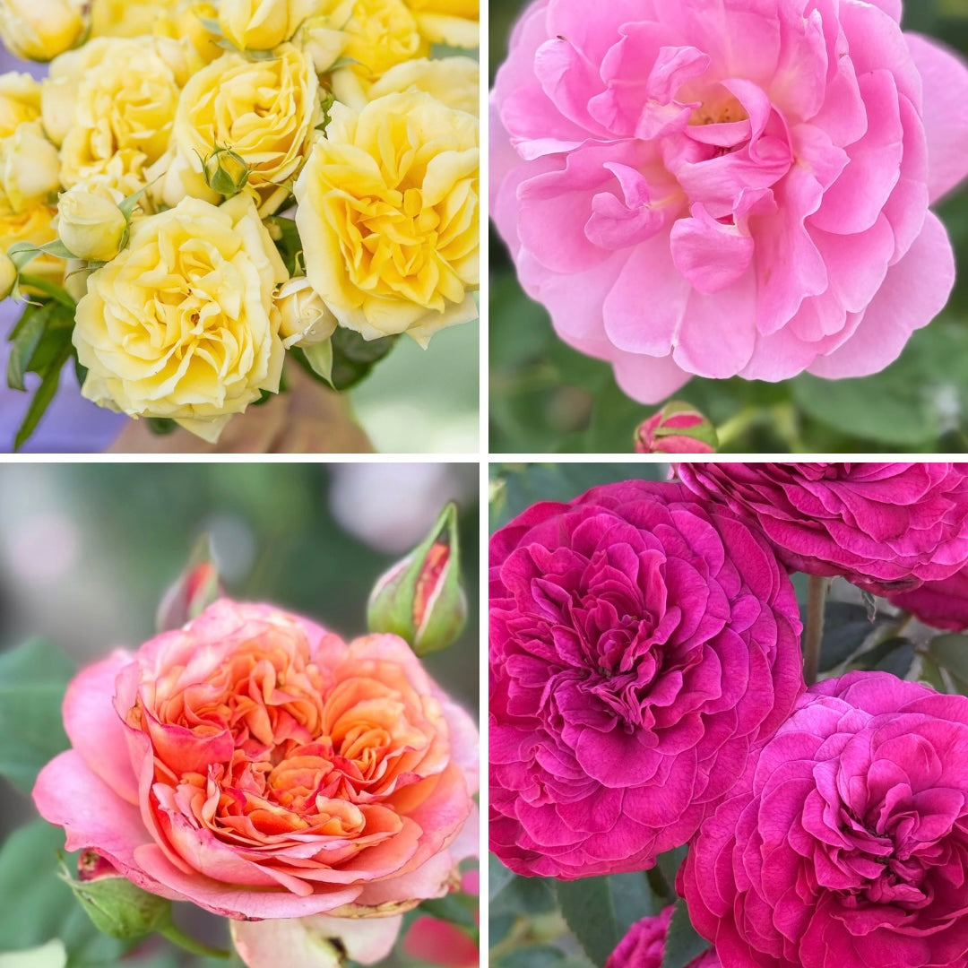 FLASH SALE - 4 Pack - Michelangelo, Sitting Pretty, Sunbelt Crazy Love & Delphine-Grace