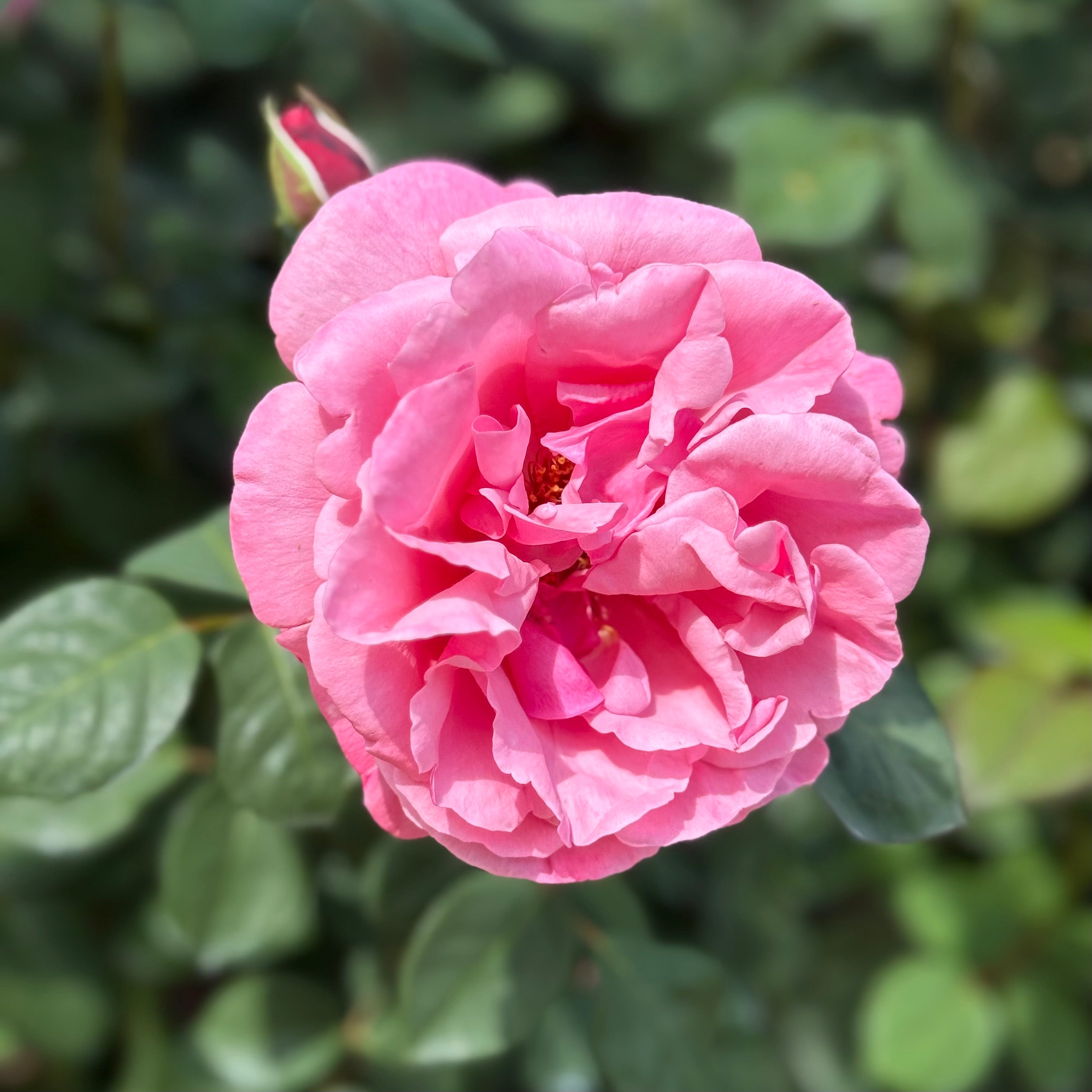 Dee-Lish® Bare Root Rose Bush