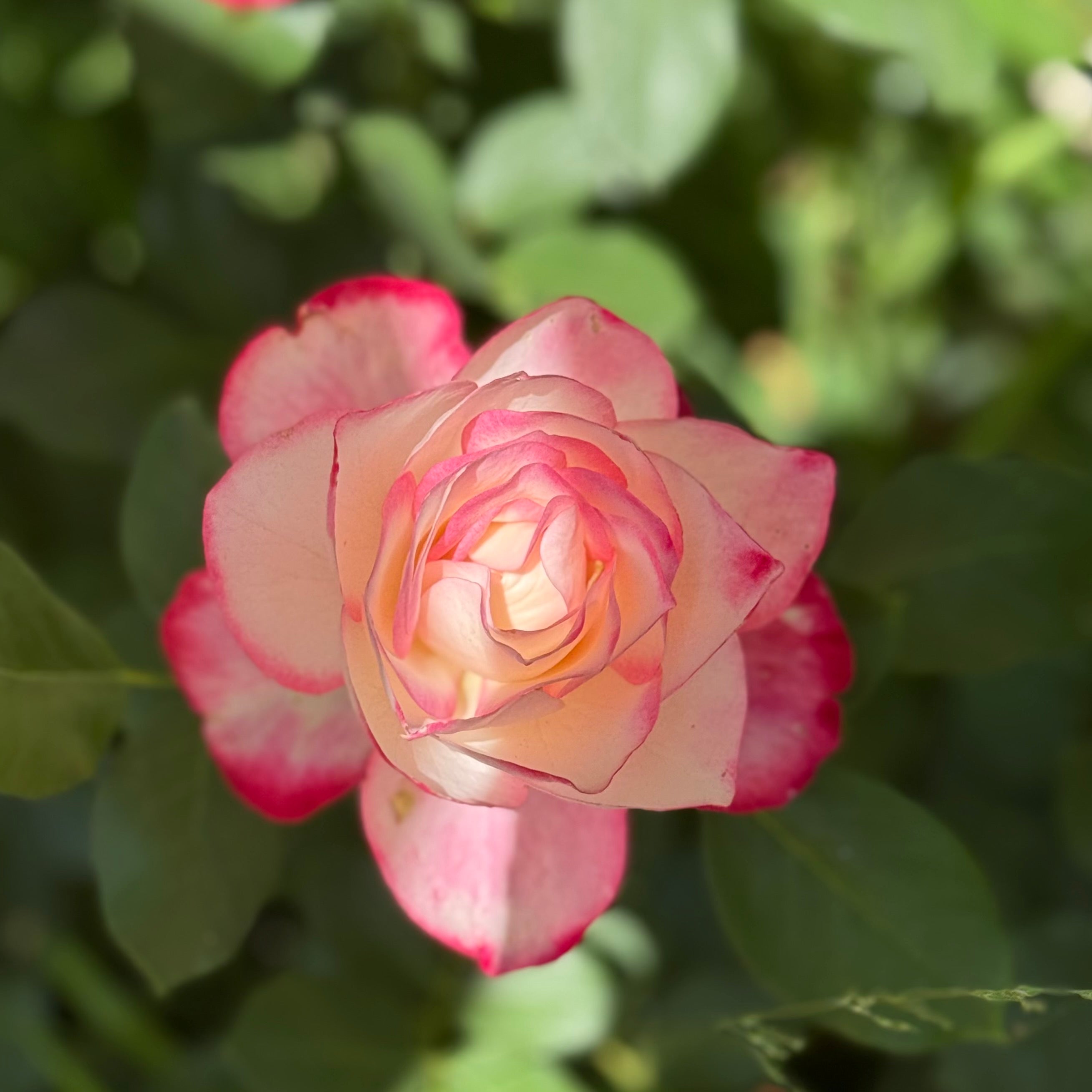 Cherry Parfait™ Potted Rose Bush