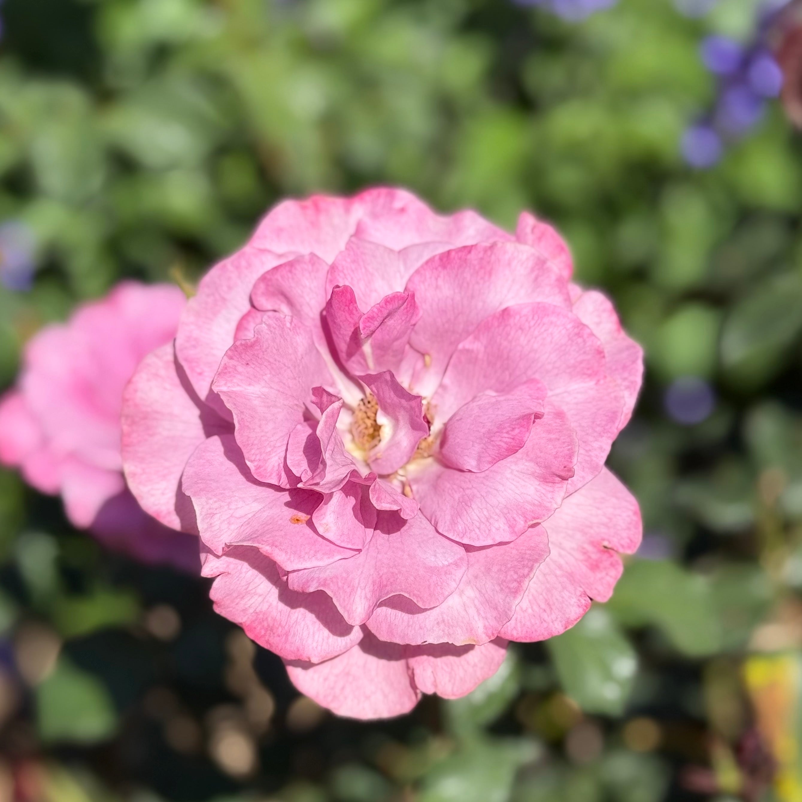 Angel Face Potted Tree Rose