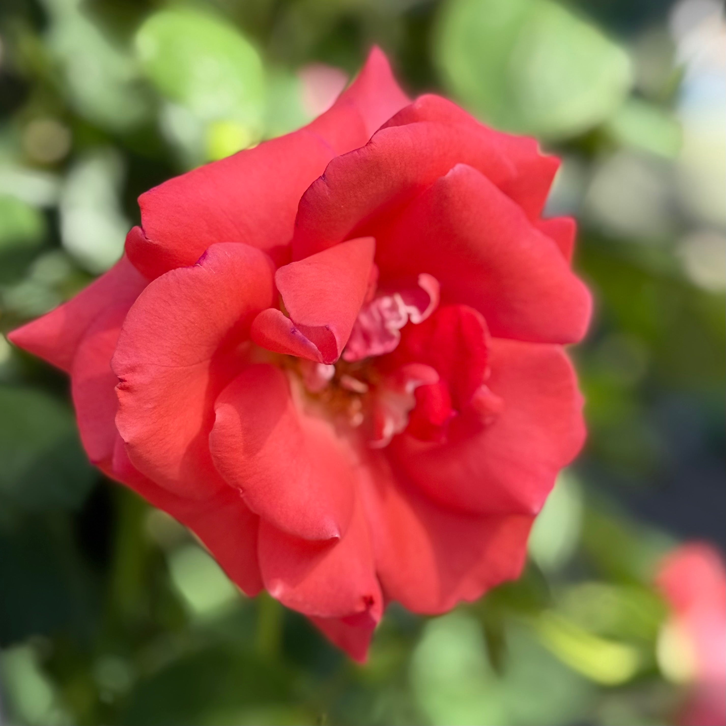 America™ Bare Root Climbing Rose