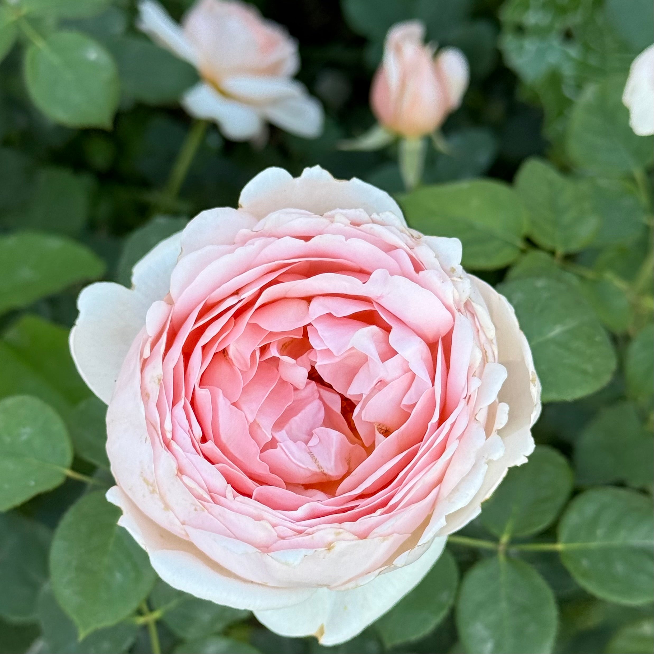David Austin® Ambridge® Potted Rose Bush