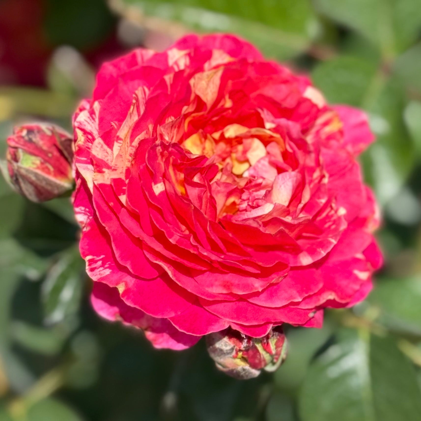 Winning Streak™ Potted Rose Bush