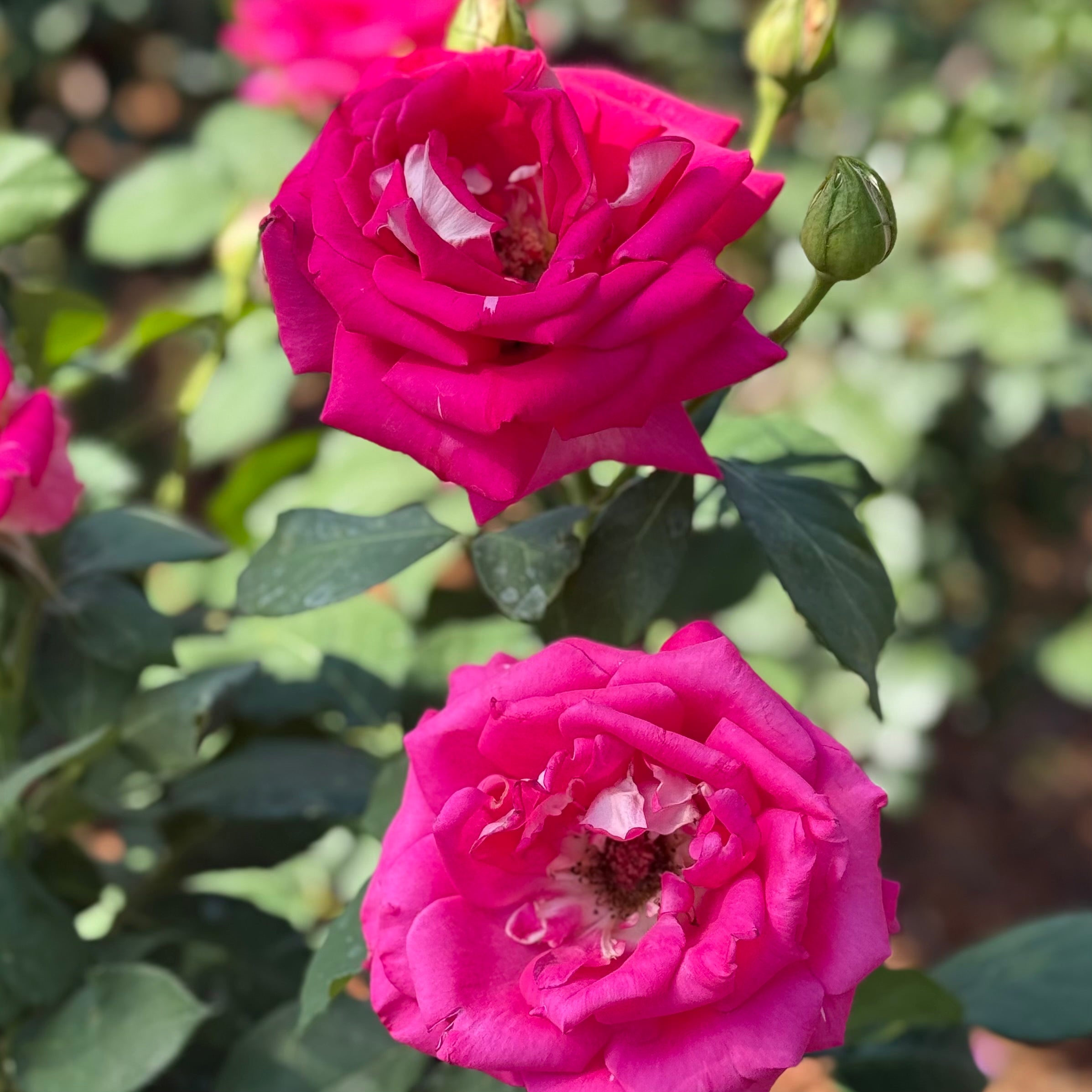 Picture Perfect™ Potted Tree Rose