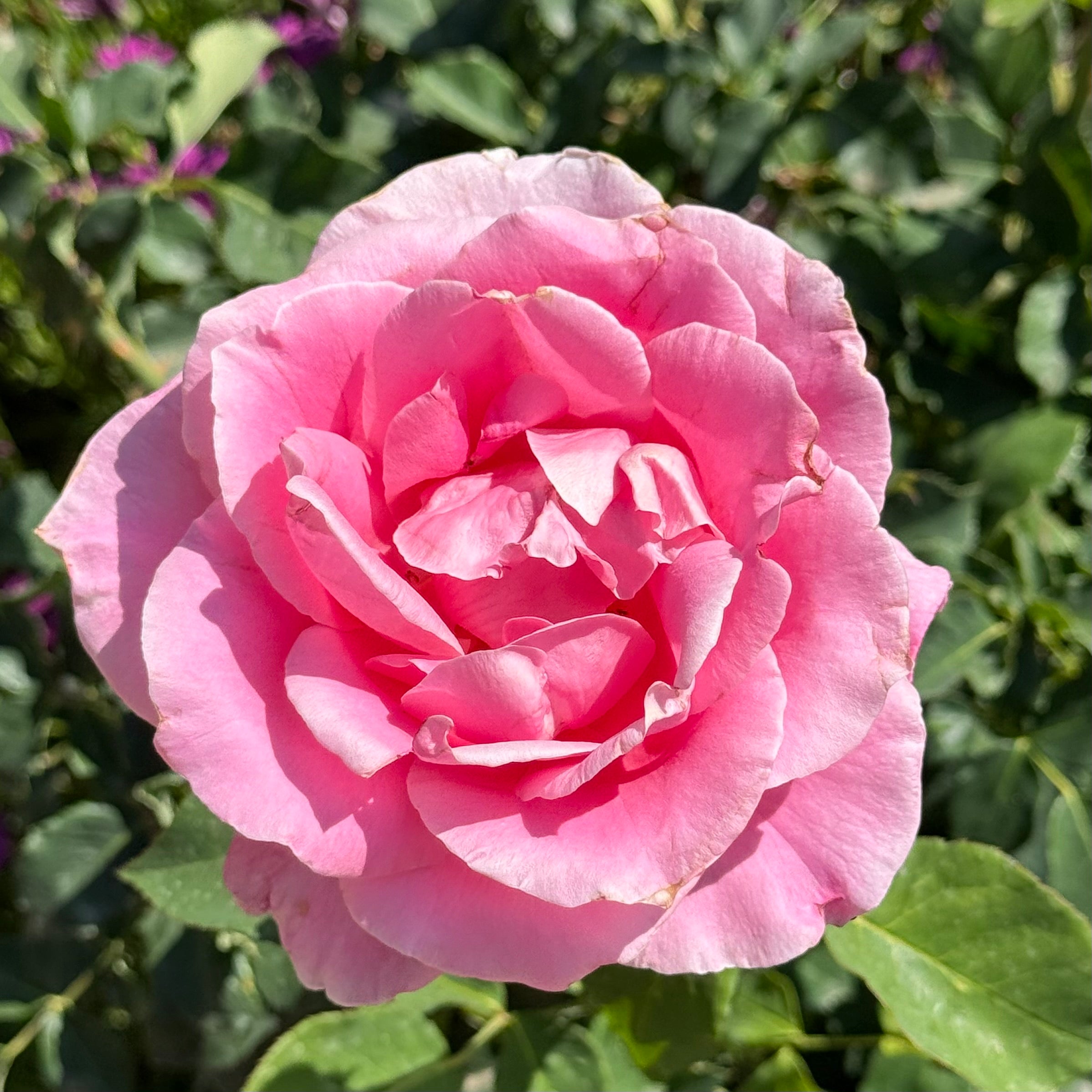 Bewitched Tree Rose | Pink Tree Rose | Grace Rose Farm