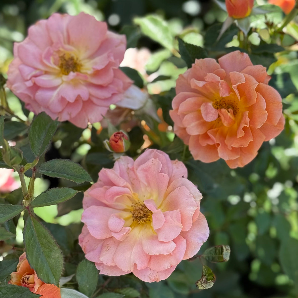 Pumpkin Patch™ Bare Root Rose Bush