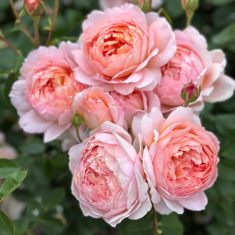David Austin® Carding Mill® Potted Rose Bush - Grace Rose Farm