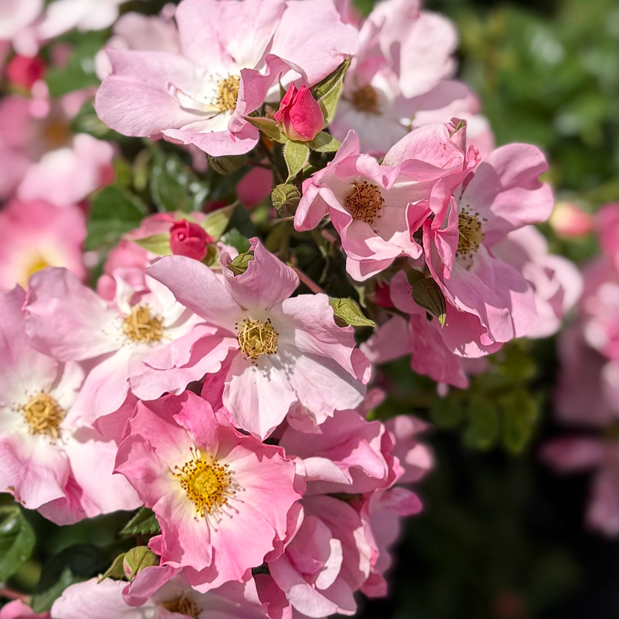 Forever & Ever® Pink Potted Rose Bush