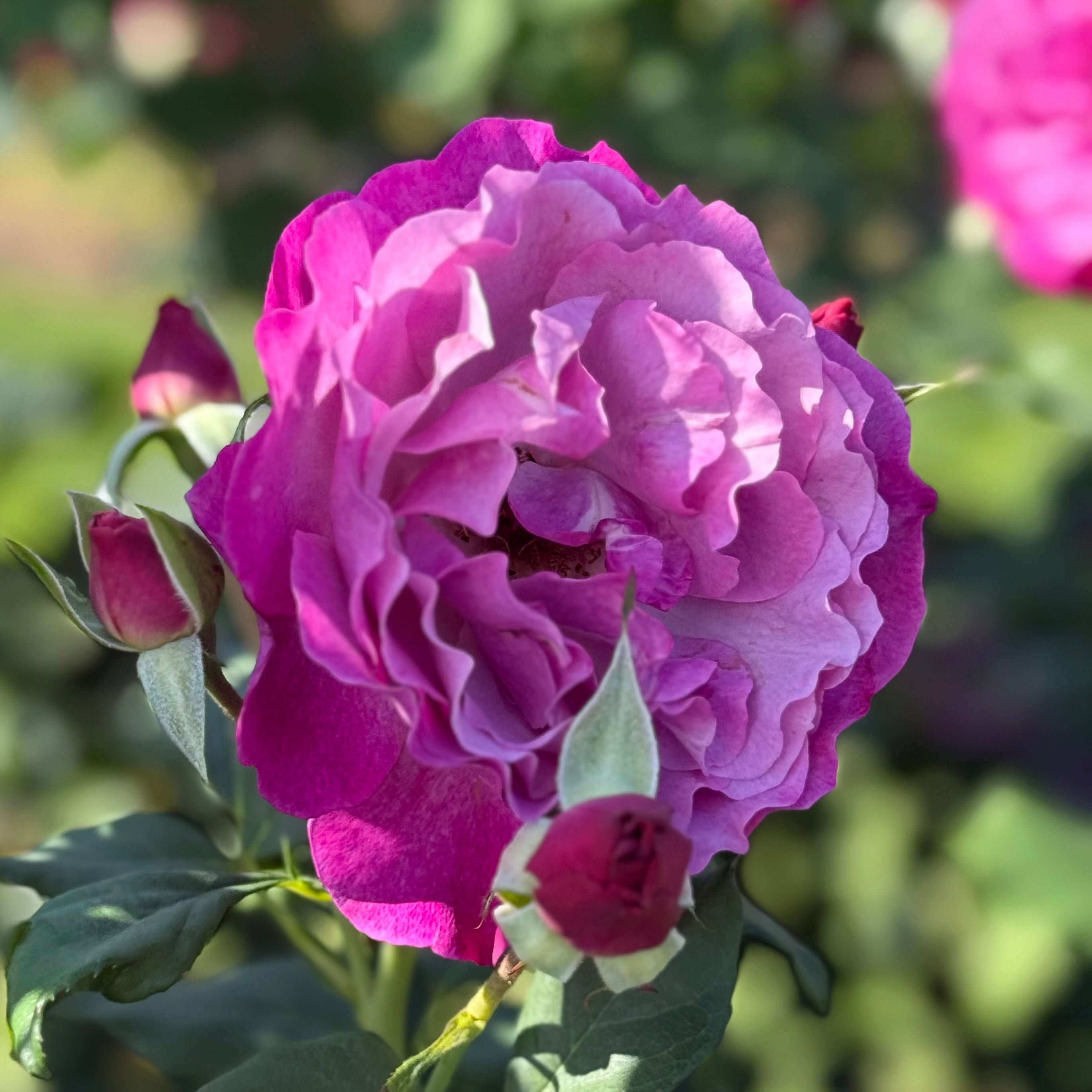 Wild Blue Yonder™ Bare Root Rose Bush