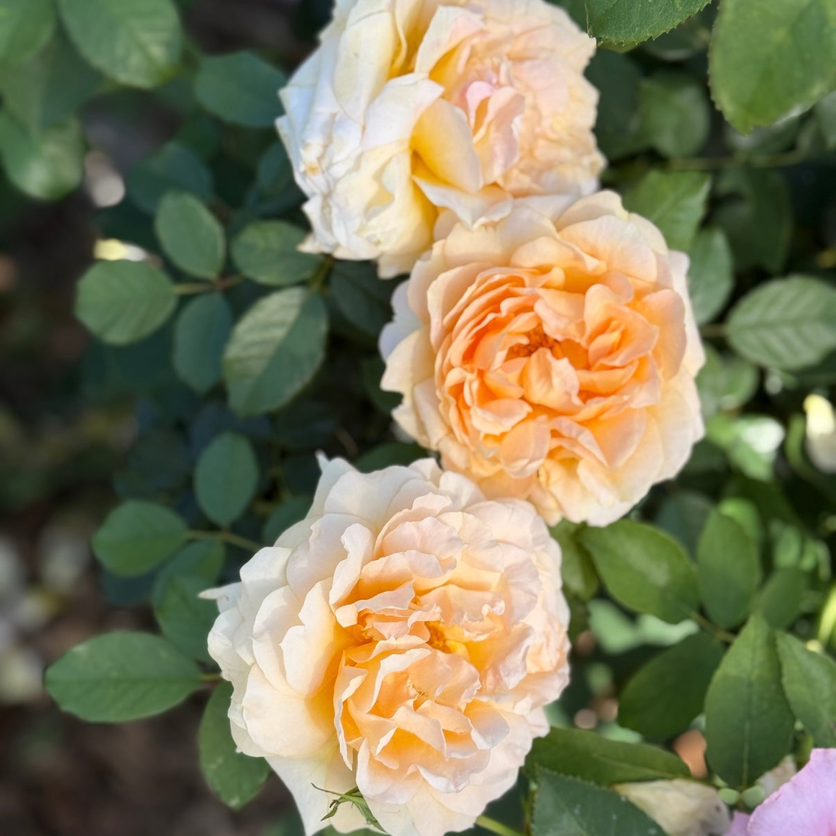 Forever Amber™ Potted Rose Bush