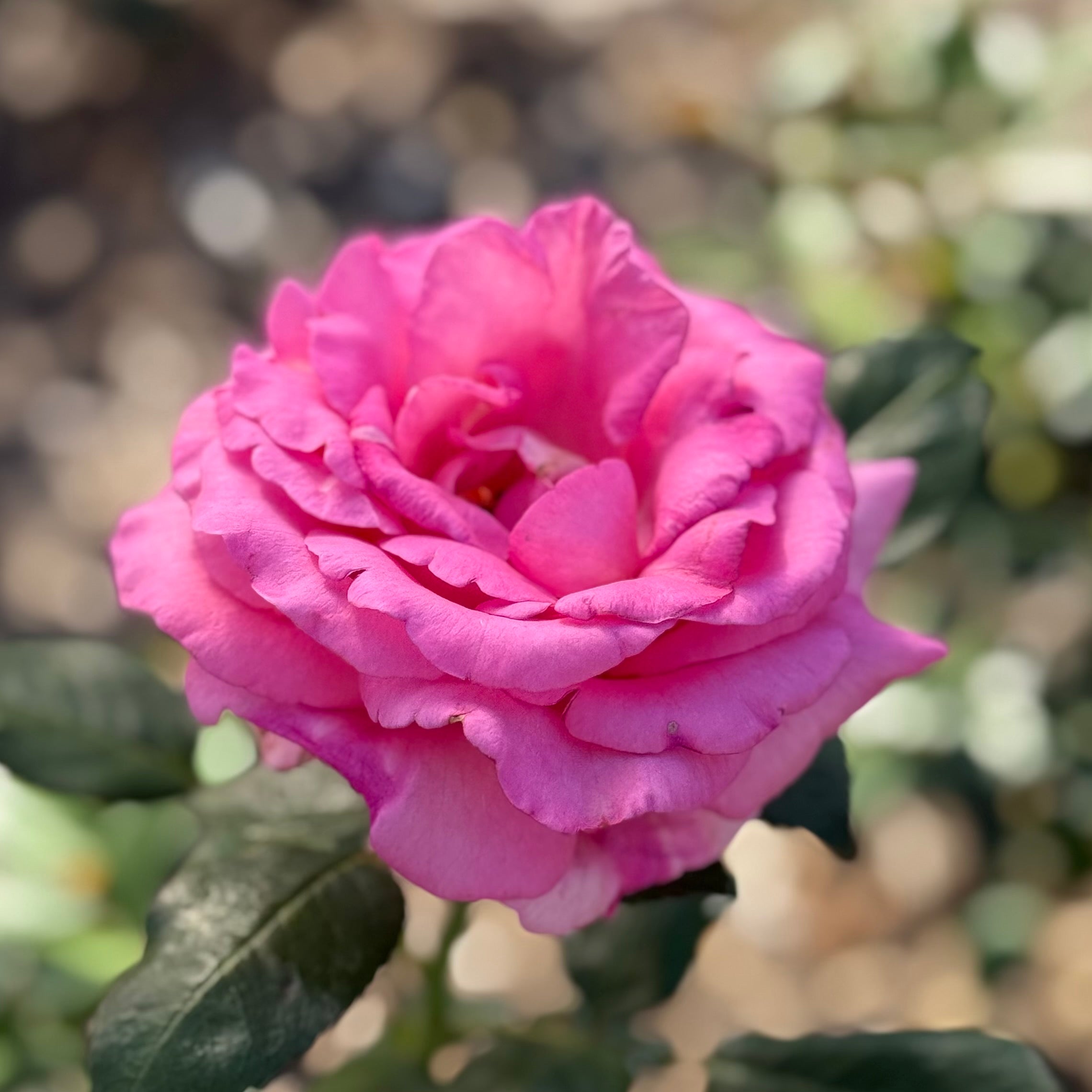 Barbra's Baby™ Potted Rose Bush