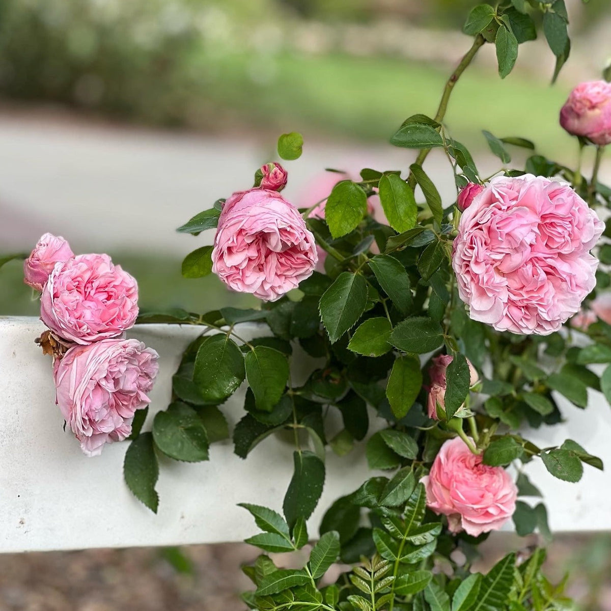 St. Swithun Rose Bush