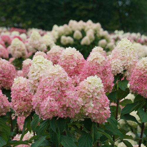 Proven Winners® Limelight Prime® Hydrangea Potted Hydrangea