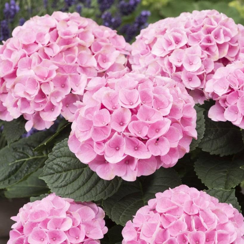 Hydrangea Magical® Elizabeth Ashley Potted Bigleaf Hydrangea Bush