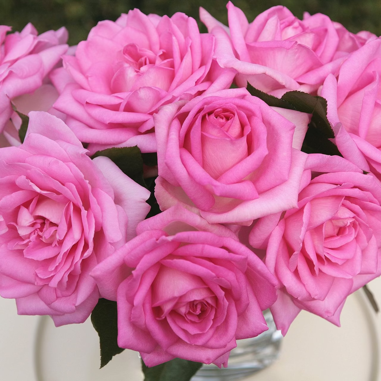 Eleganza® Beverly™ Potted Rose Bush