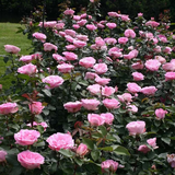 Eleganza® Beverly™ Potted Rose Bush