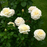 White roses with green leaves on a green background