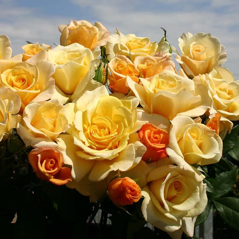 Eleganza® Sunny Sky™ Bare Root Rose Bush