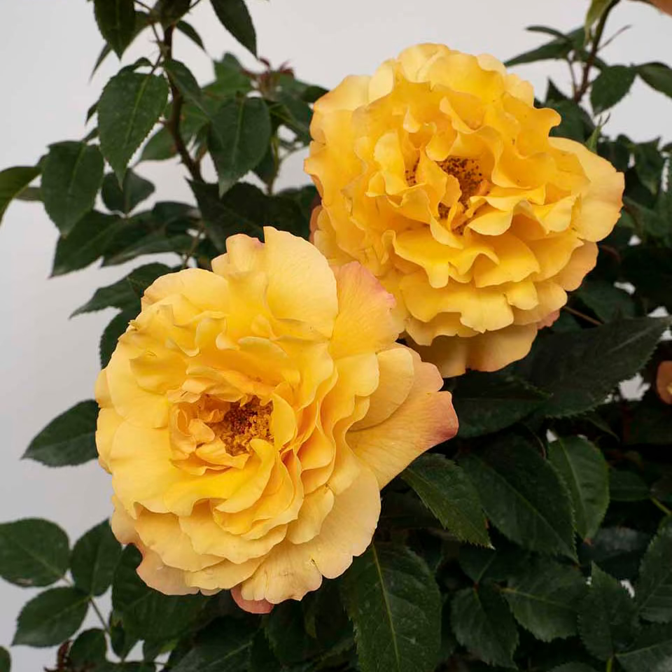 Eleganza ® Sunny Sky™ Potted Rose Bush